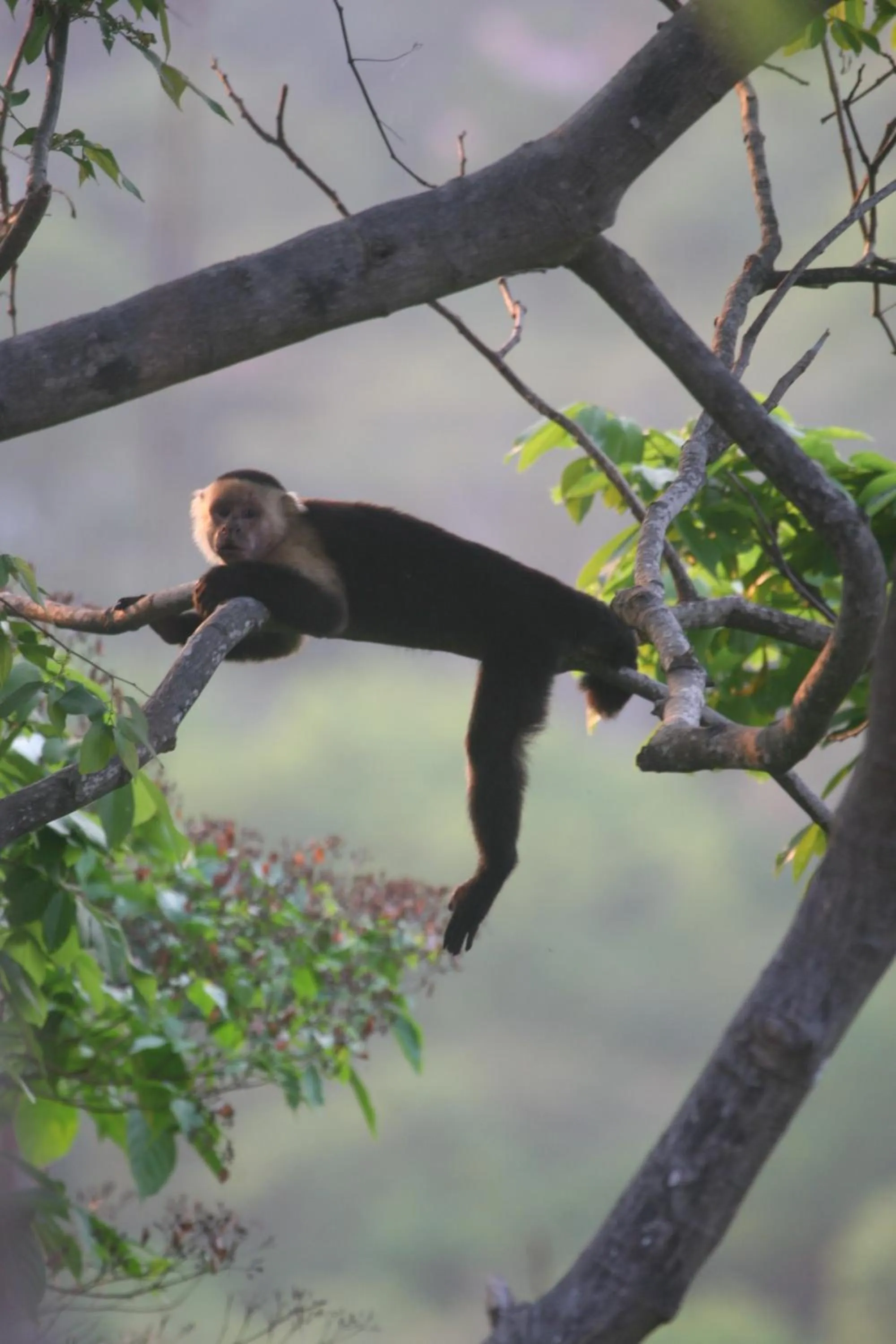 Animals in Plaza Royal Apartments