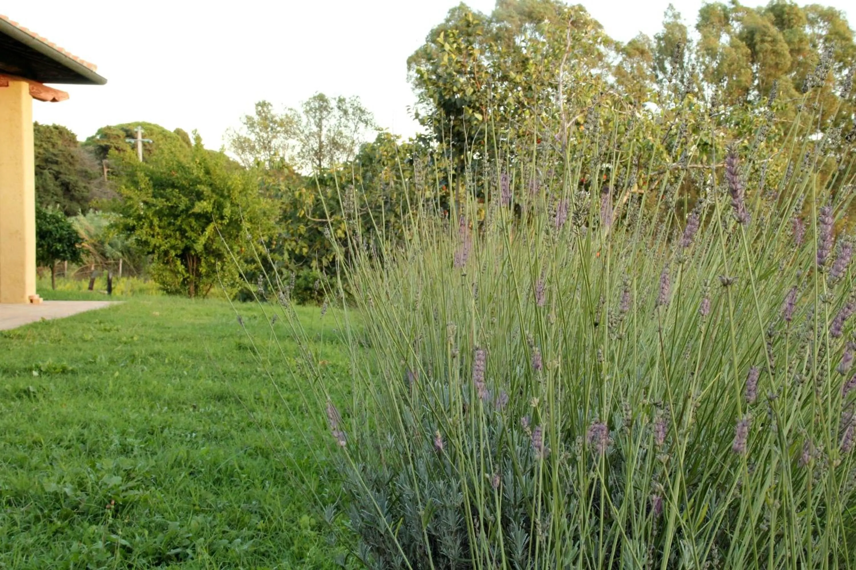 Garden in Al Vecchio Fontanile B&B