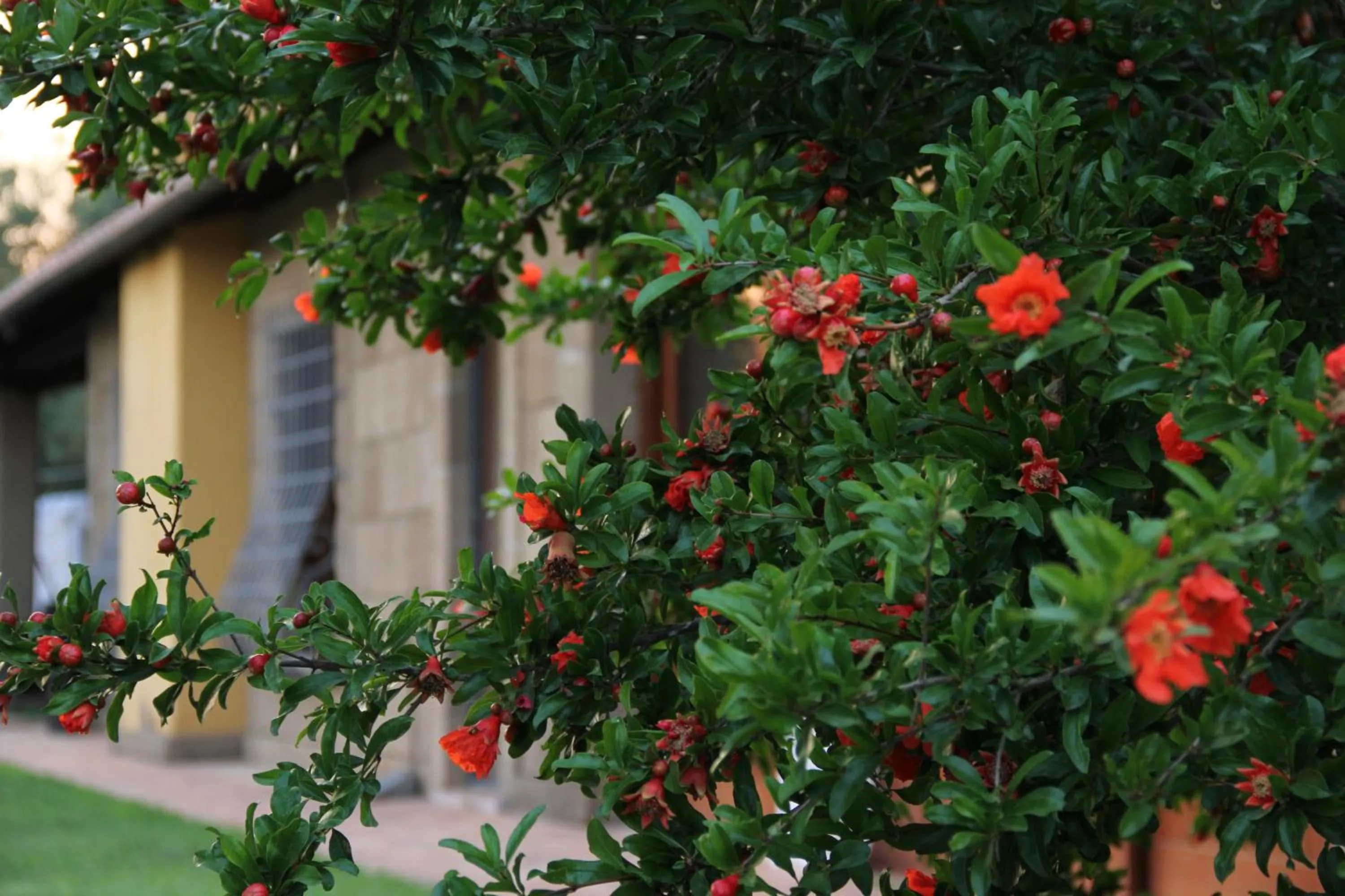 Garden view in Al Vecchio Fontanile B&B