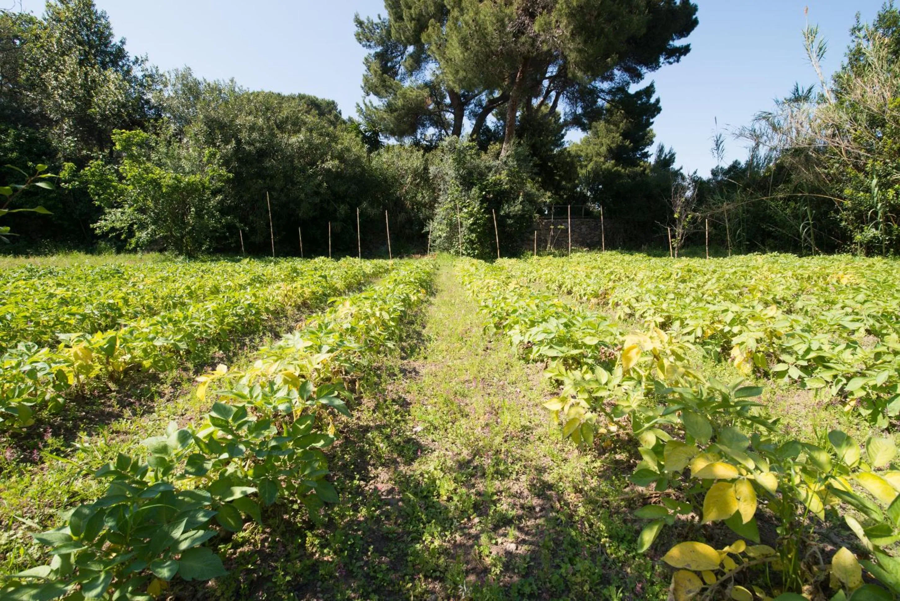 Natural landscape in Hotel Bagnitiello