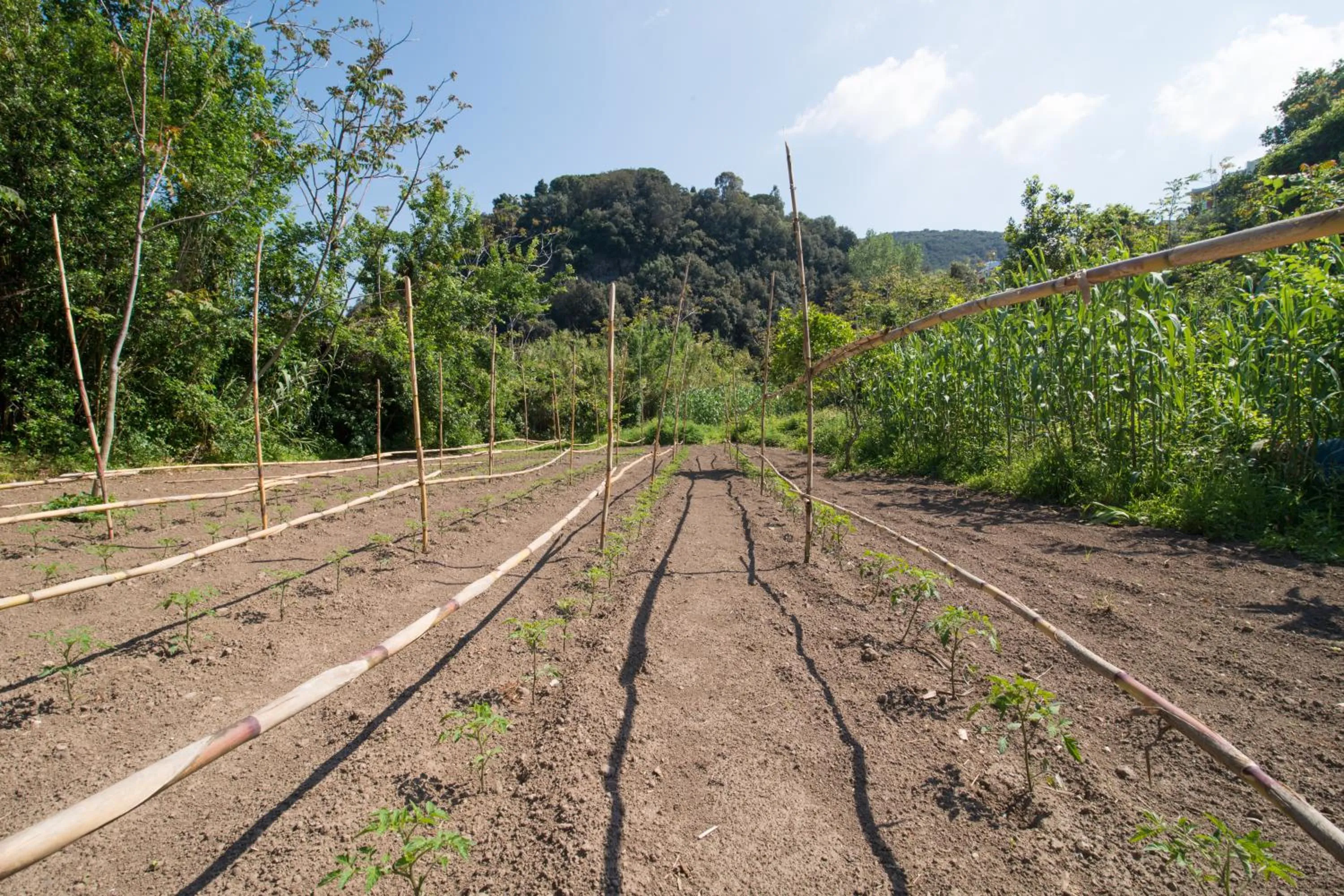 Garden in Hotel Bagnitiello