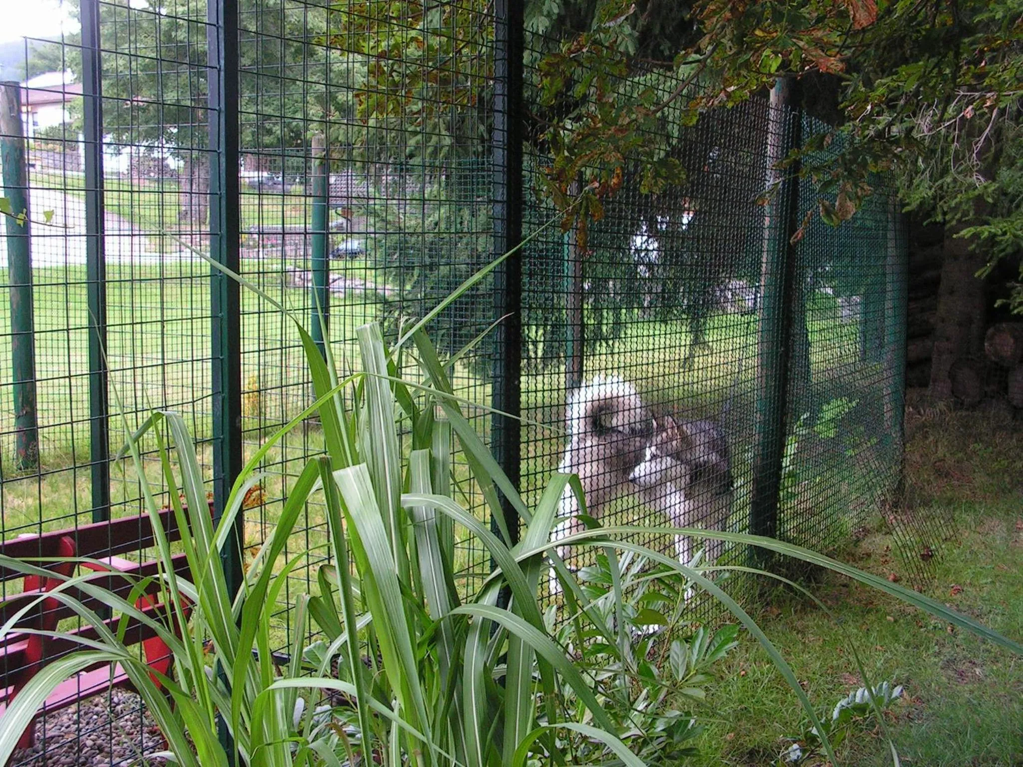 Animals in Hotel Sternen