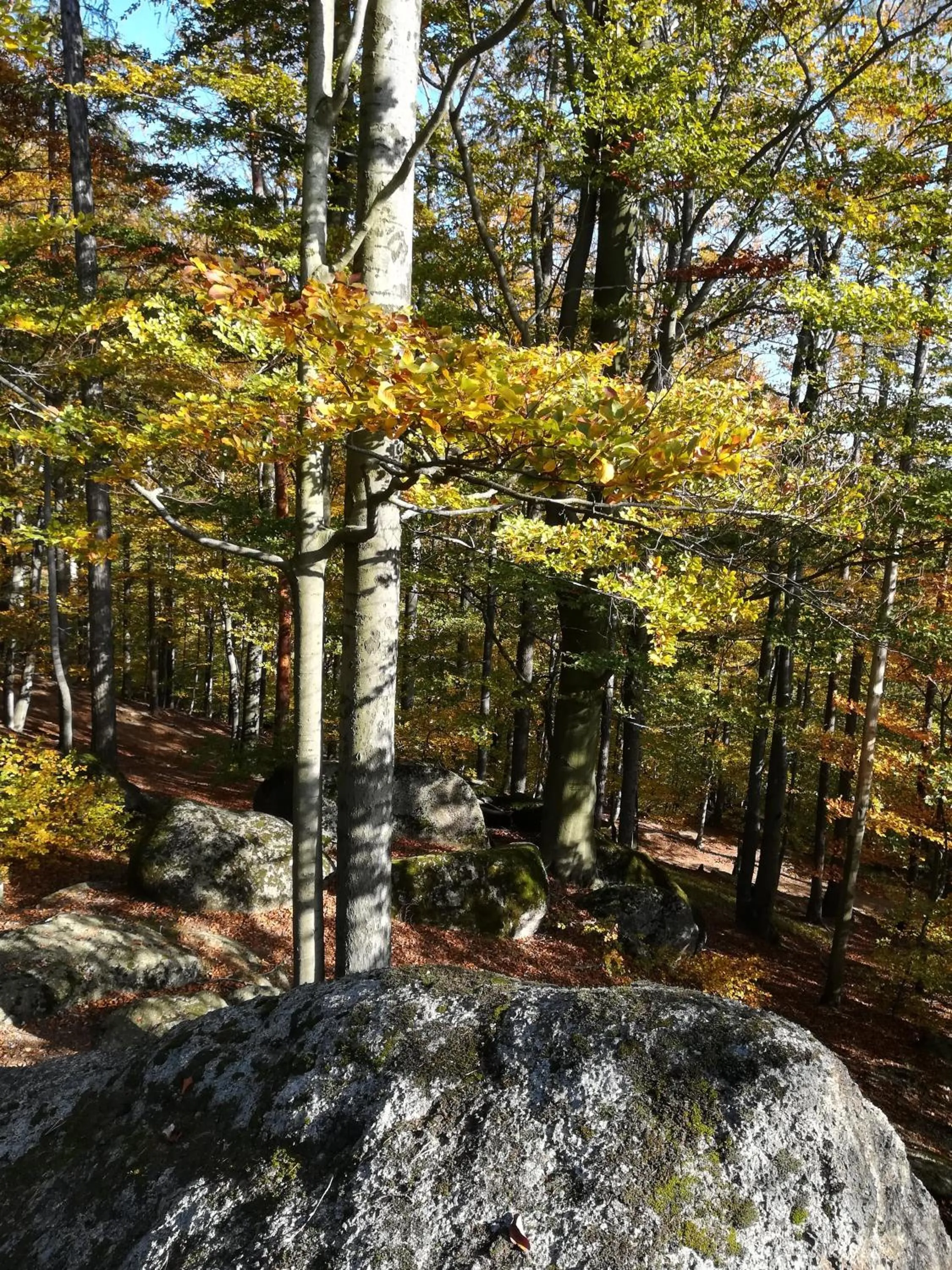 Natural landscape in Pension Král