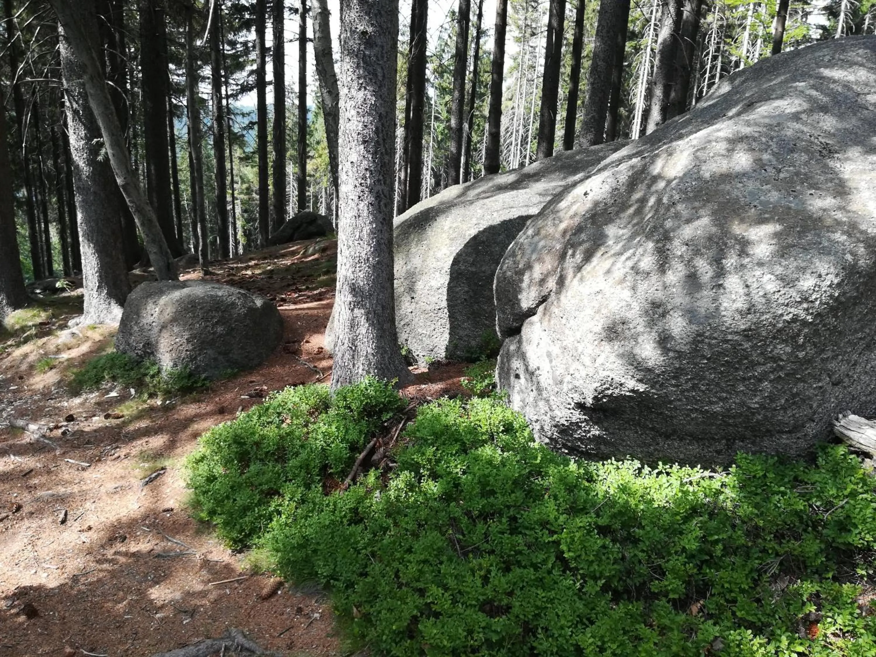 Natural landscape in Pension Král