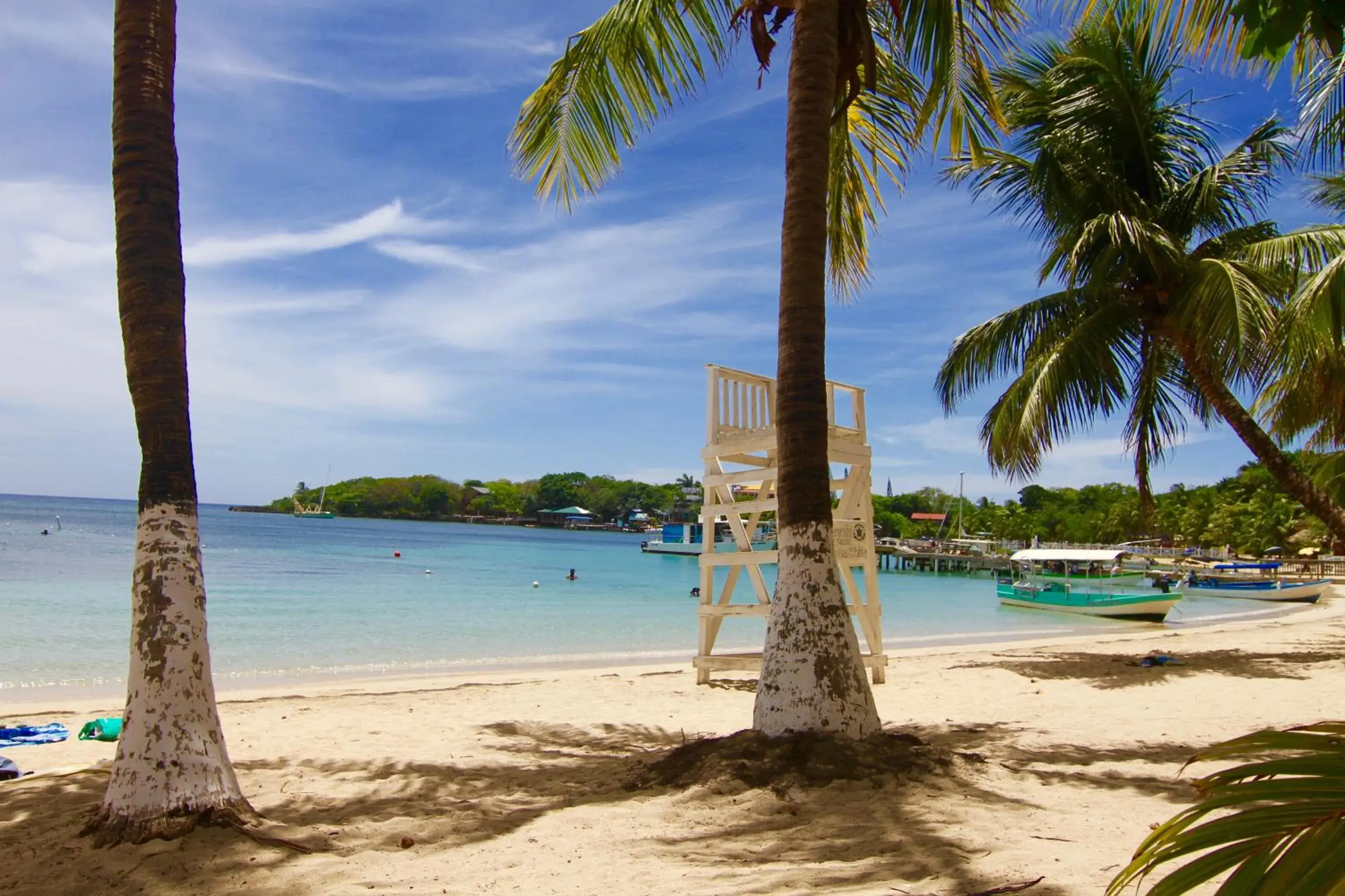 Queen Studio in mame trees Queen Studio in mame trees