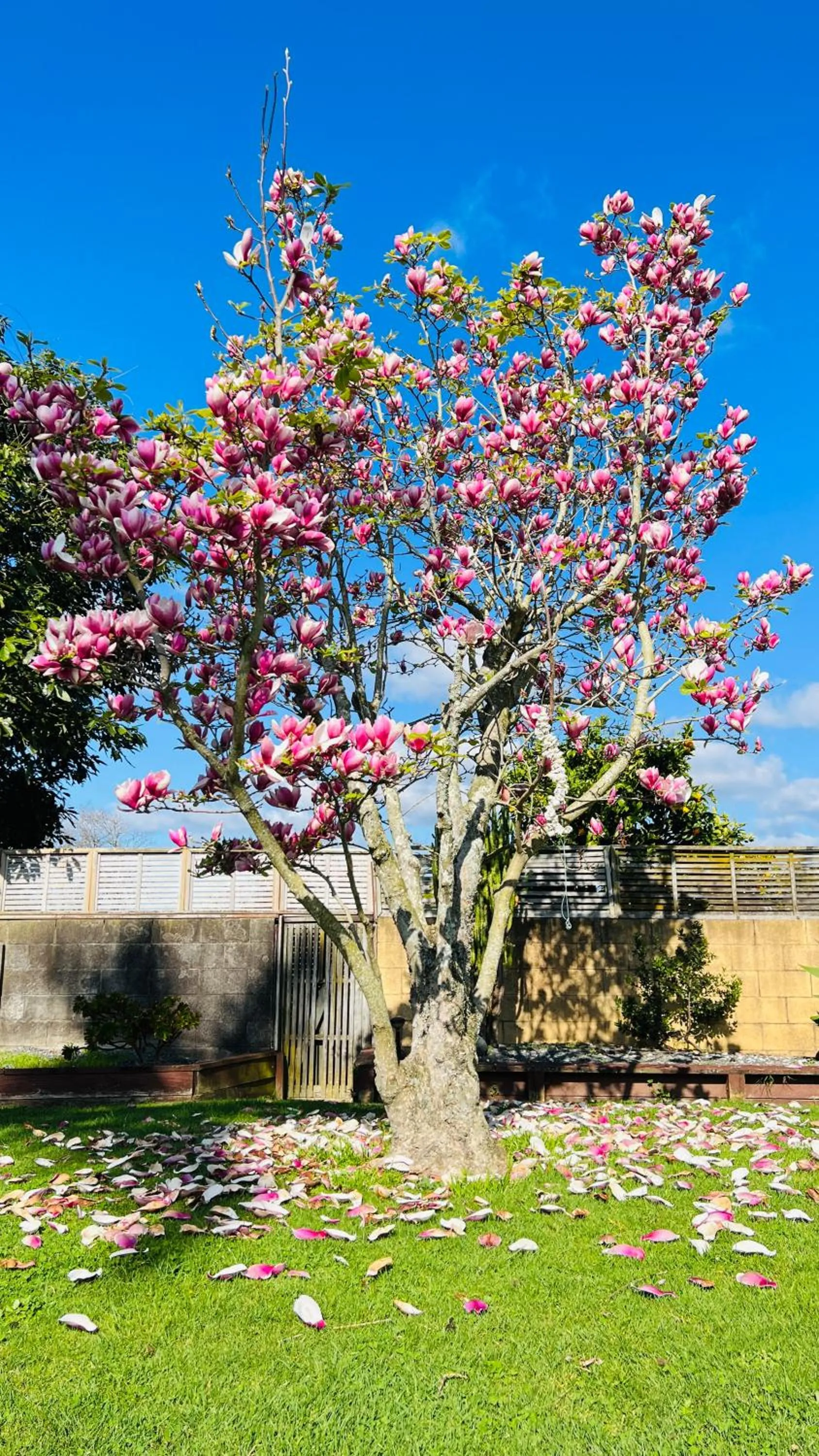 Garden in 18th Avenue Thermal Motel