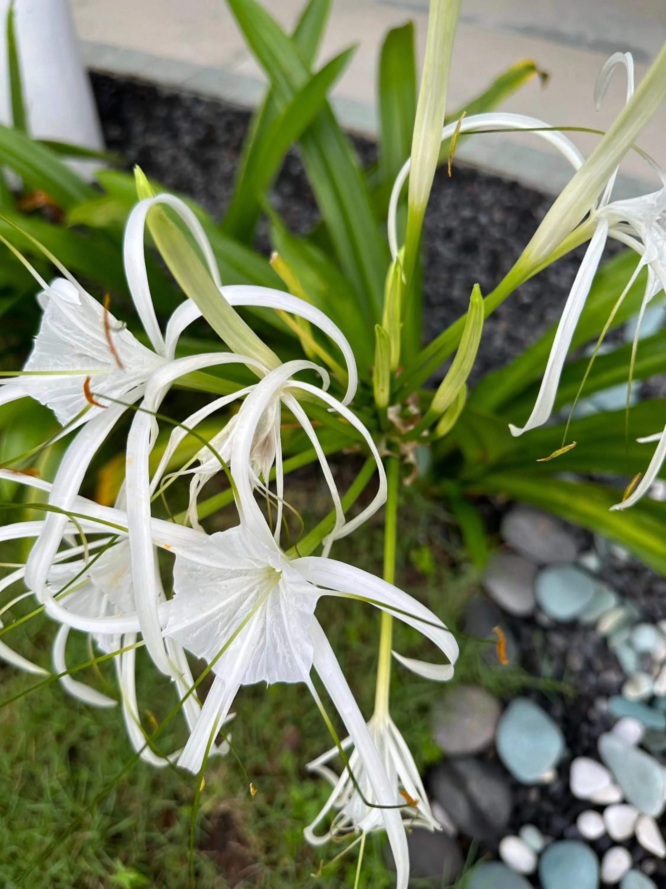 Day in Orlowsky Discovery Candidasa Hotel