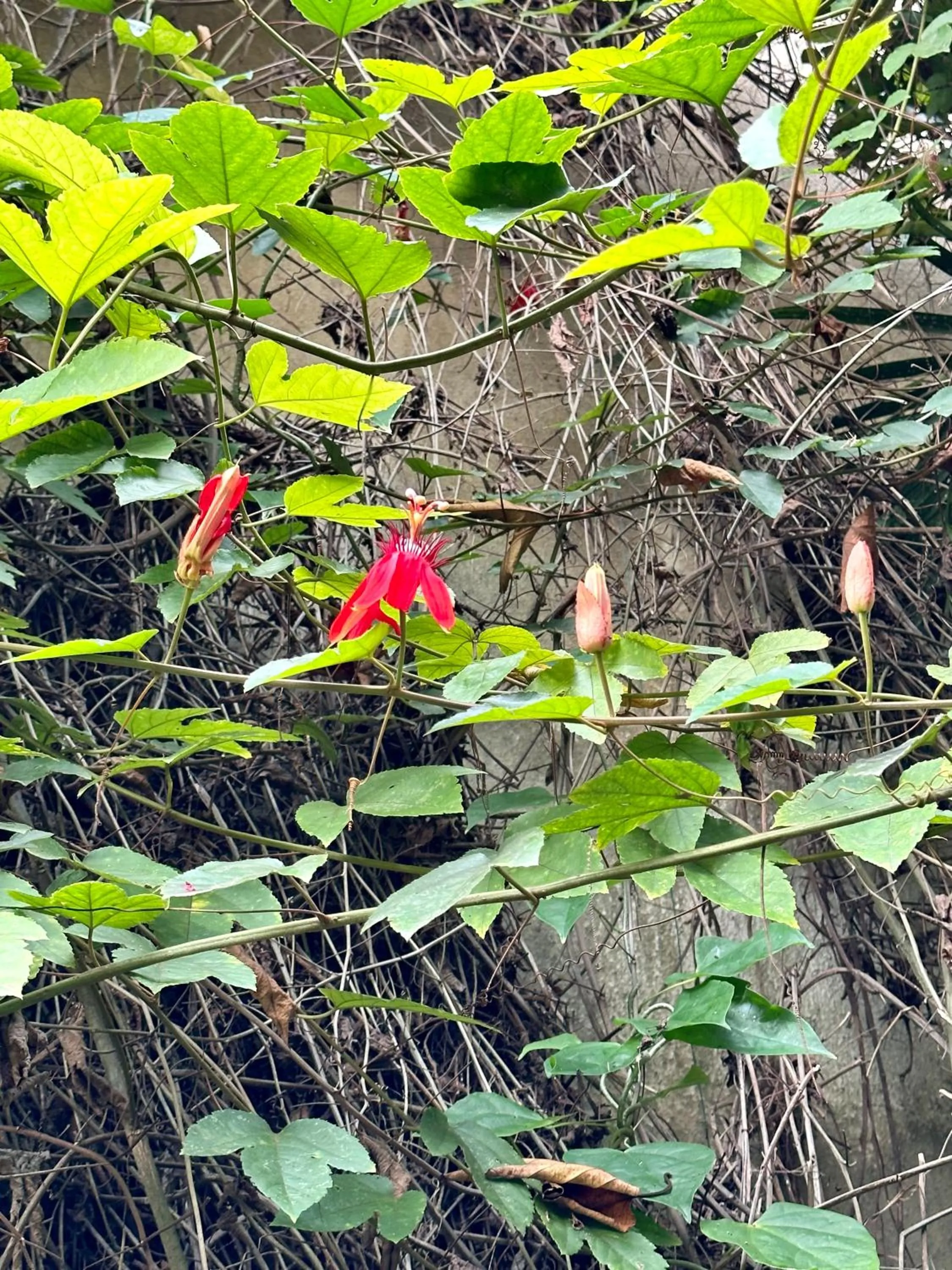 Garden in Orlowsky Discovery Candidasa Hotel