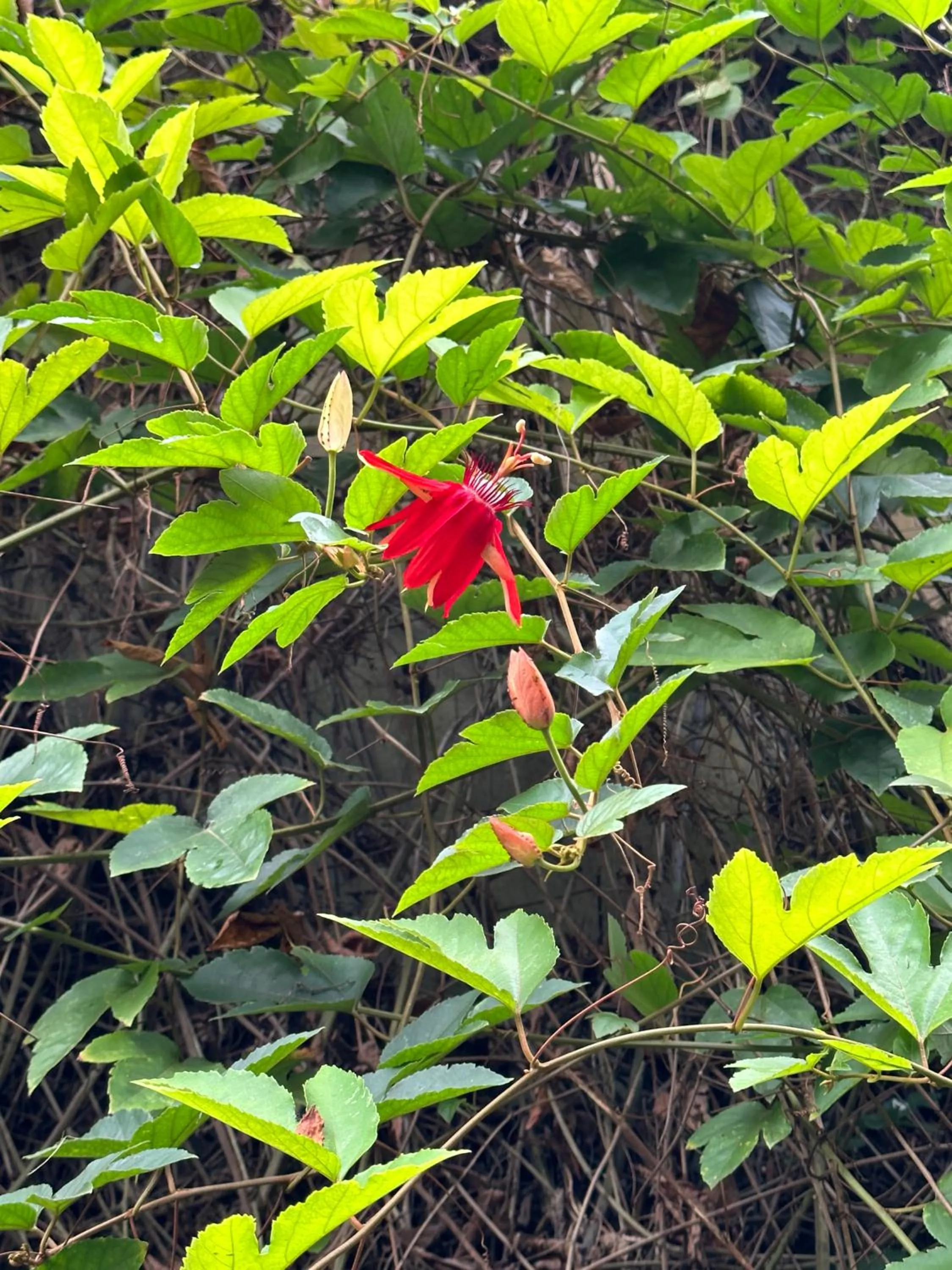 Garden in Orlowsky Discovery Candidasa Hotel