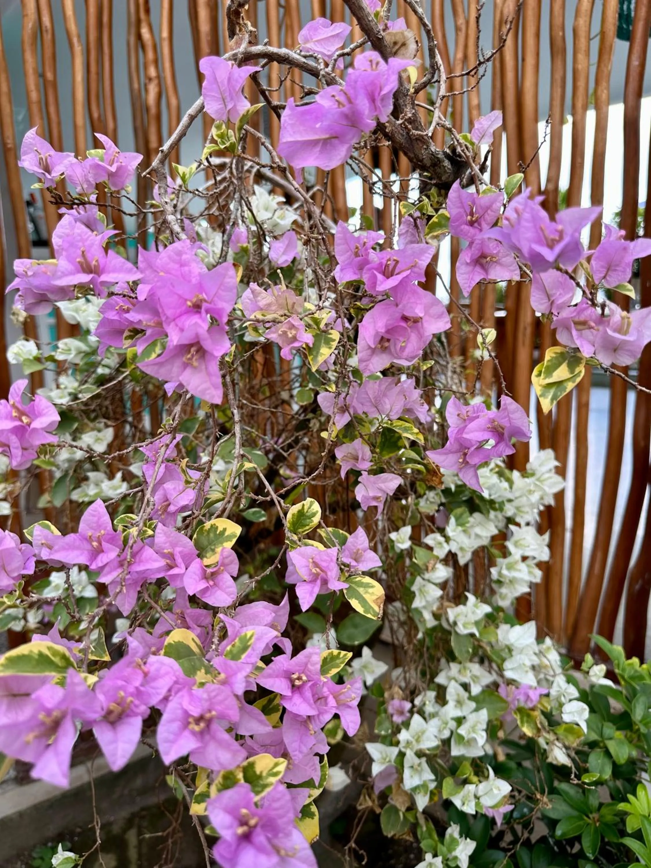 Garden in Orlowsky Discovery Candidasa Hotel