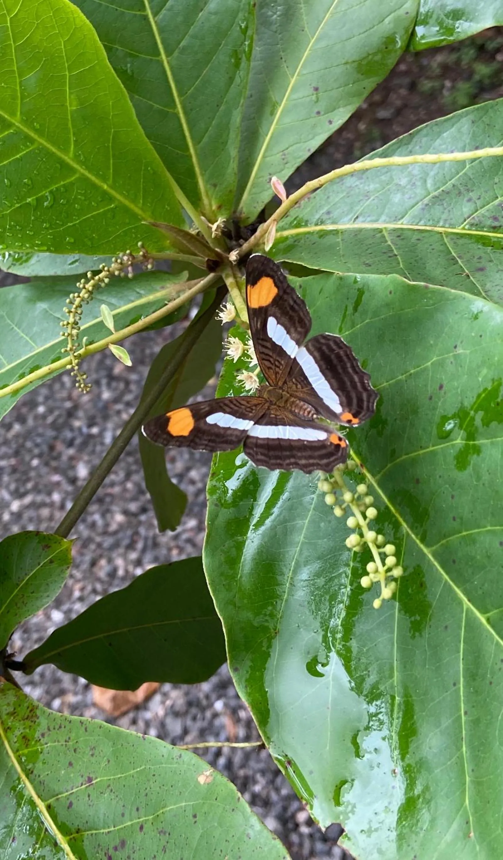 Garden in Villas Kalei