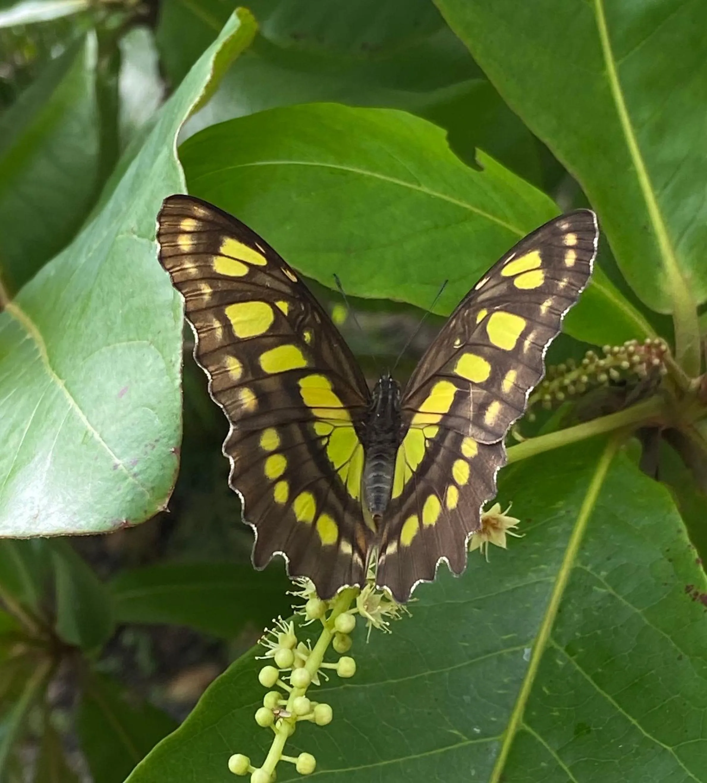 Garden in Villas Kalei