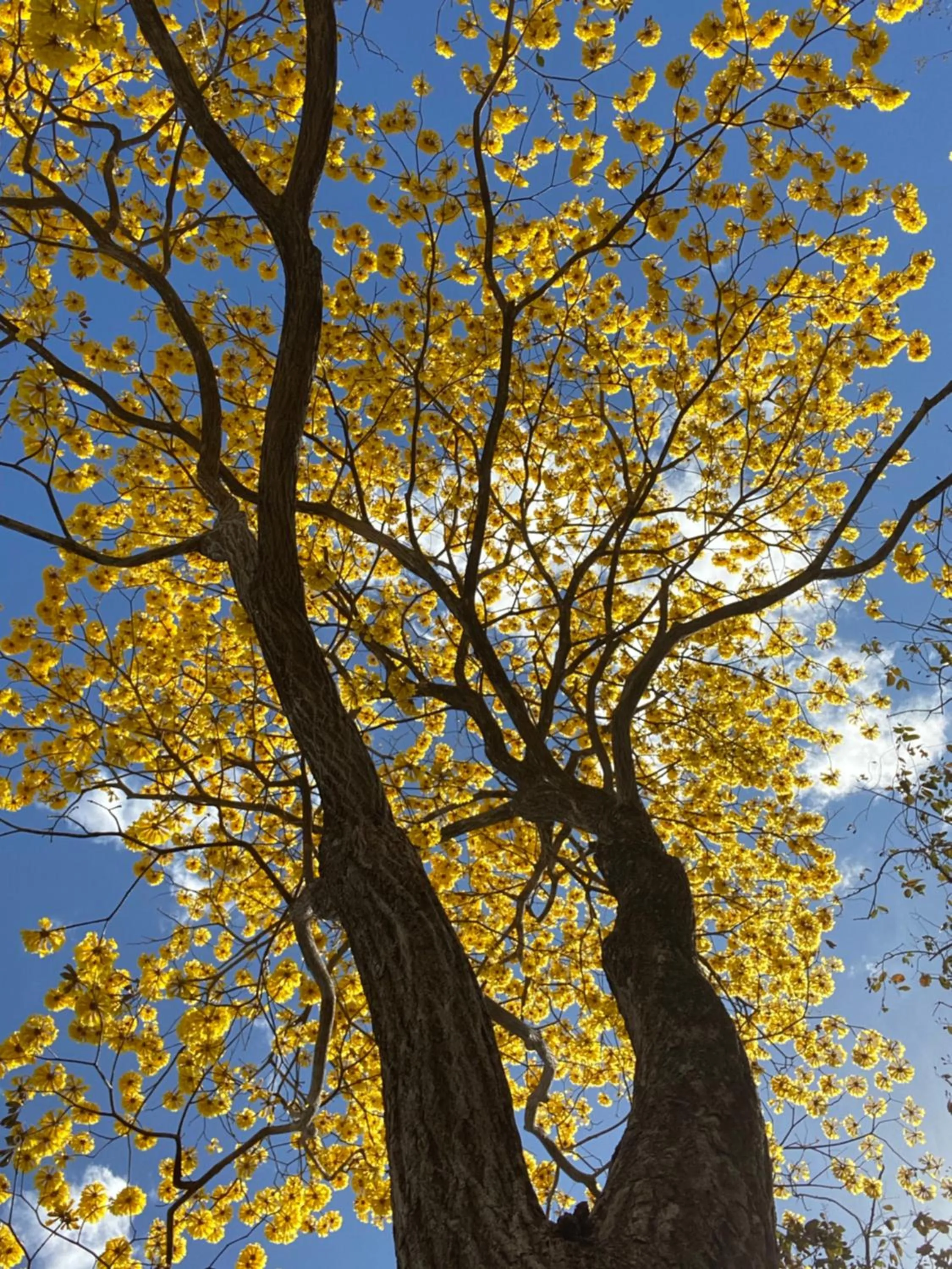 Natural landscape in Villas Kalei