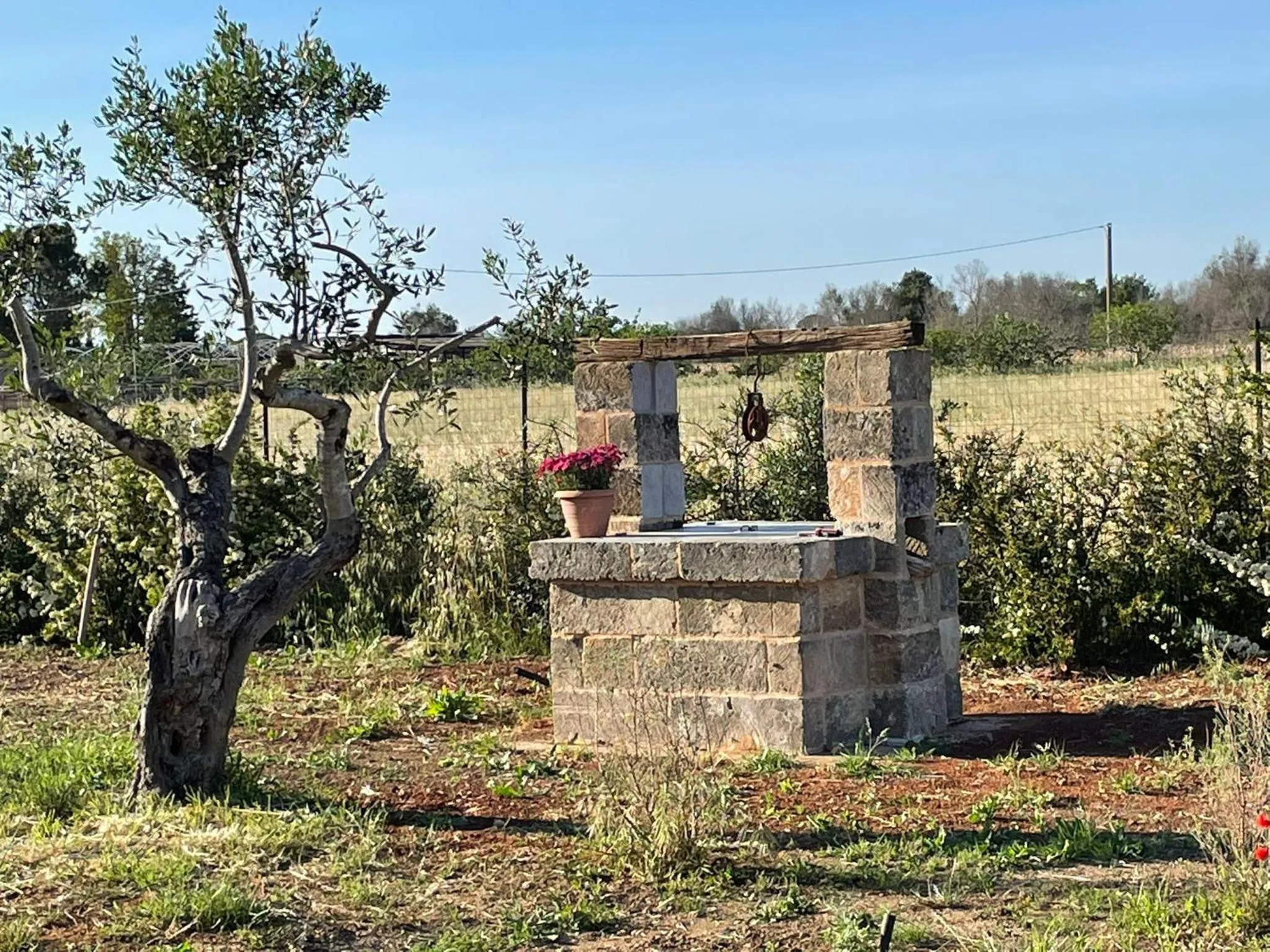 Garden in Bed & Breakfast Villa Michela Alezio