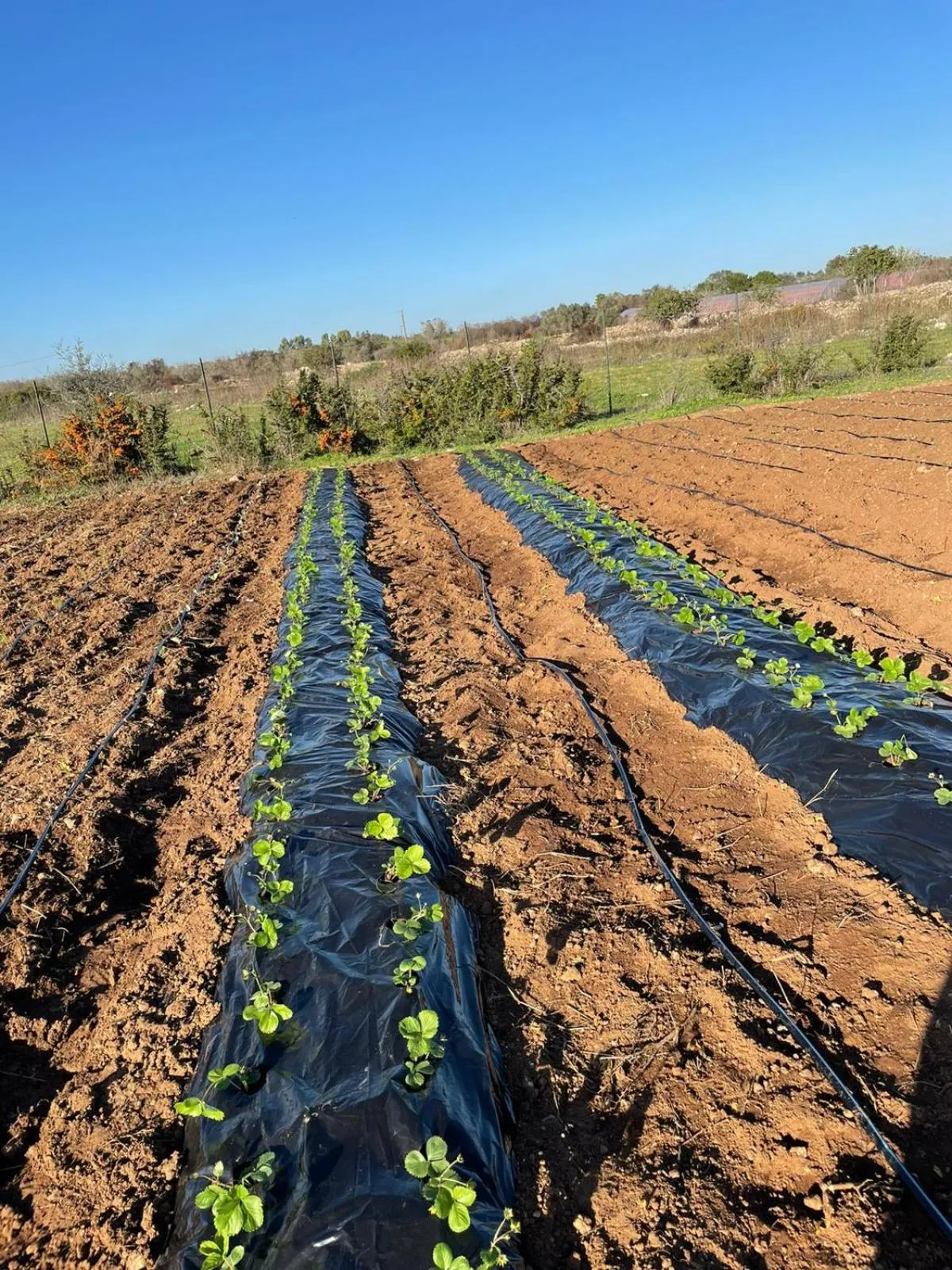 Bed & Breakfast Villa Michela Alezio