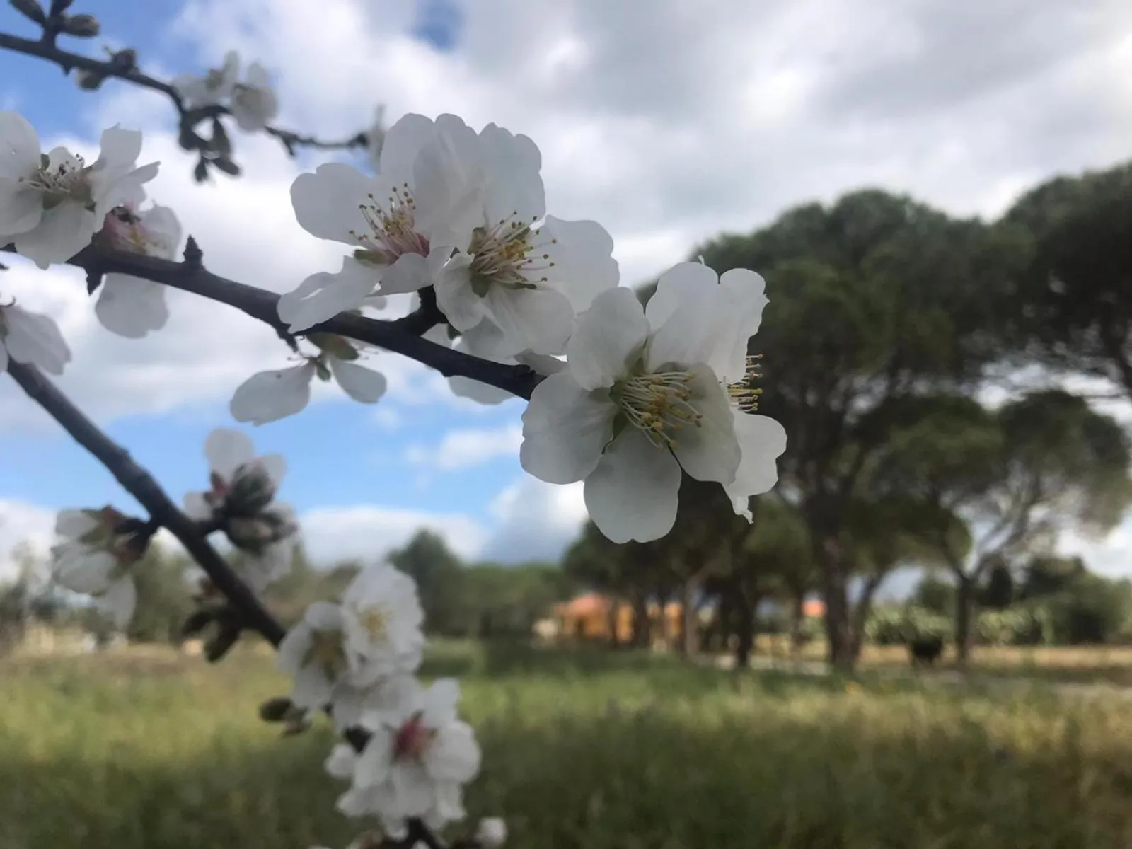 Turtle Island Apartments