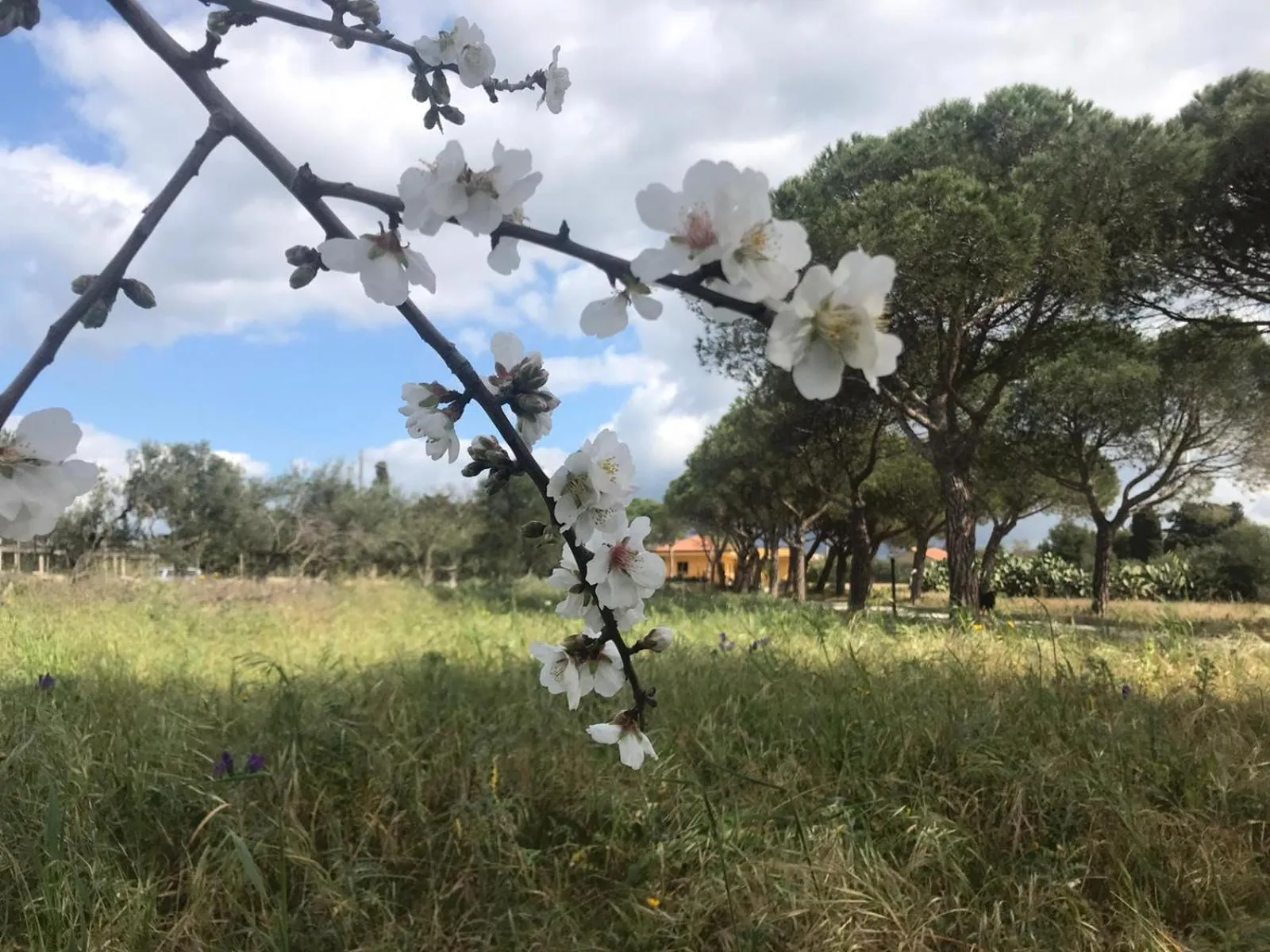 Turtle Island Apartments