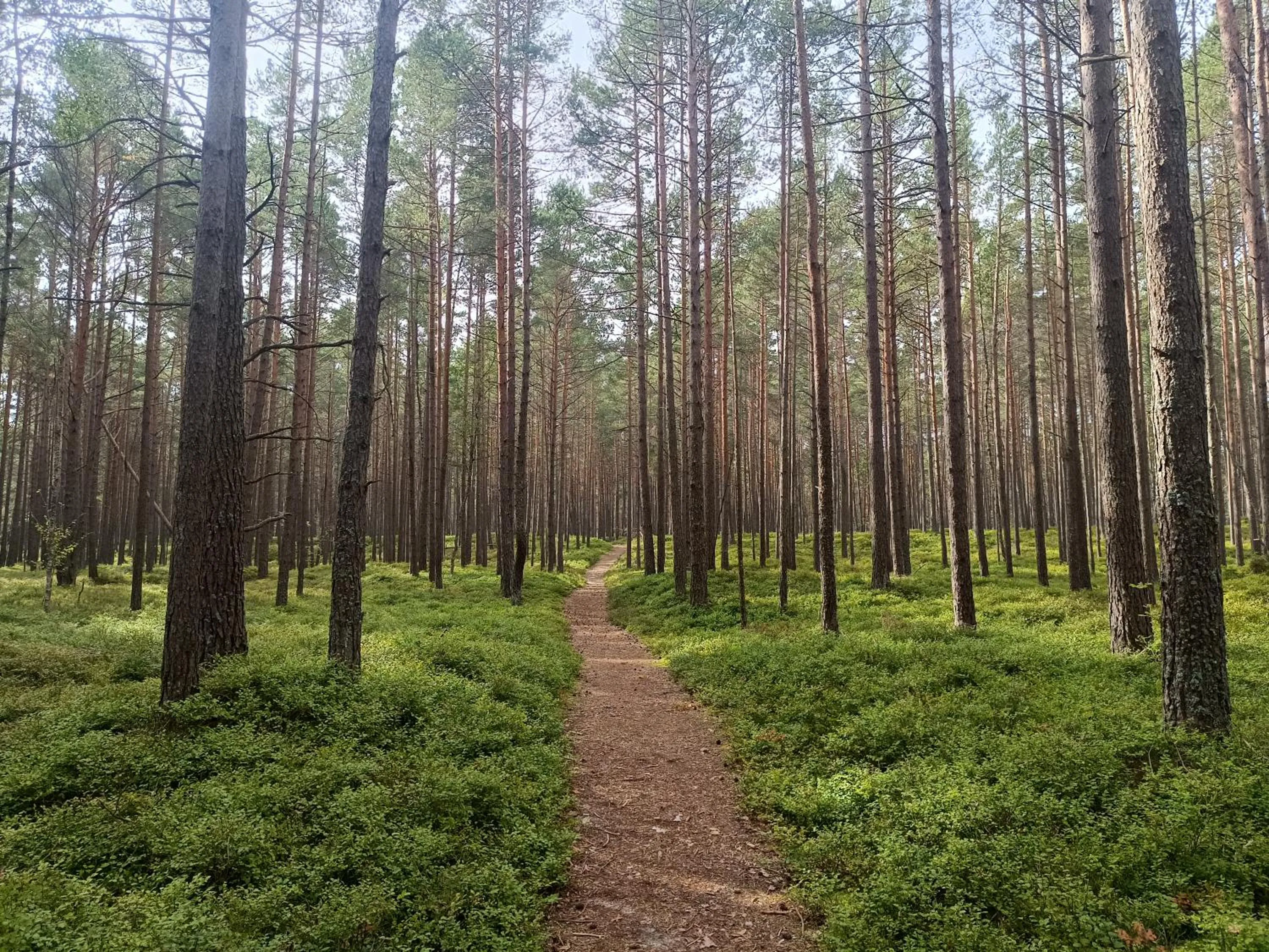Natural landscape in KEMERI Hotel in National Park - FREE PARKING