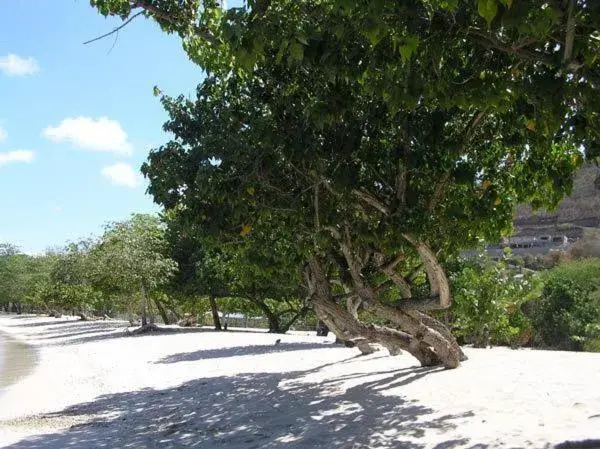 Beach in Kalinago Beach Resort Beach in Kalinago Beach Resort