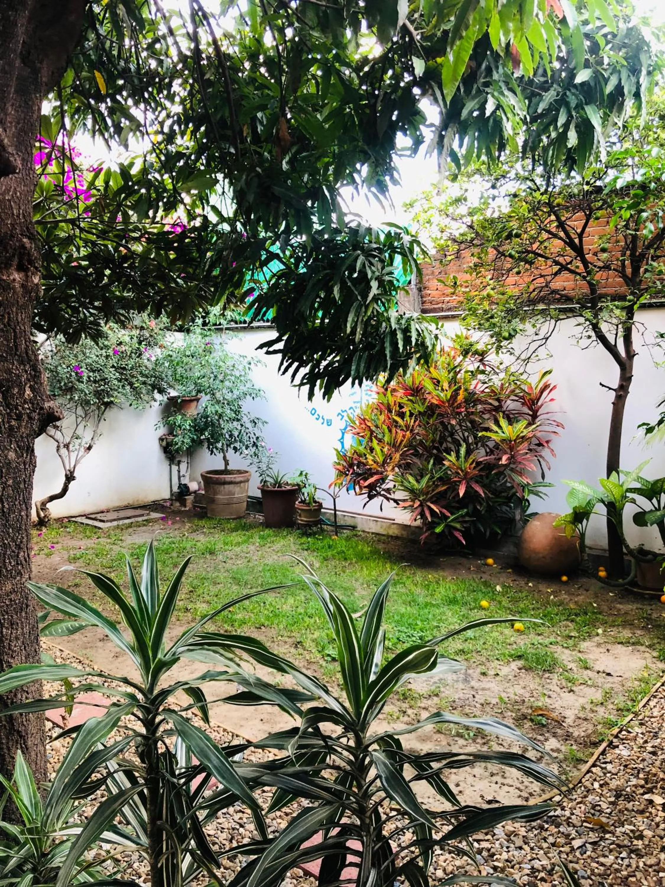 Los Nardos Hostel -pet friendly-