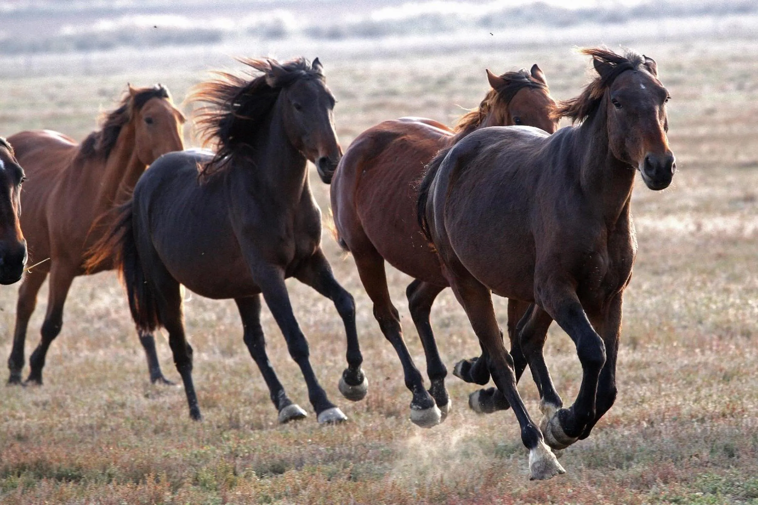Animals in Country Resort Le Due Ruote
