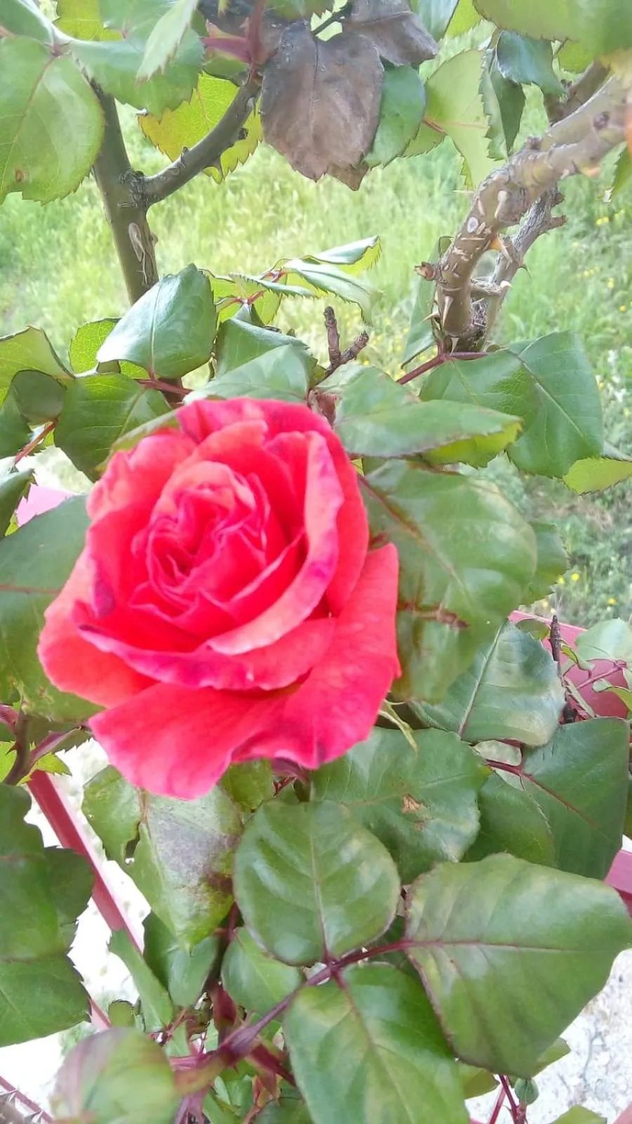 Corte Risco