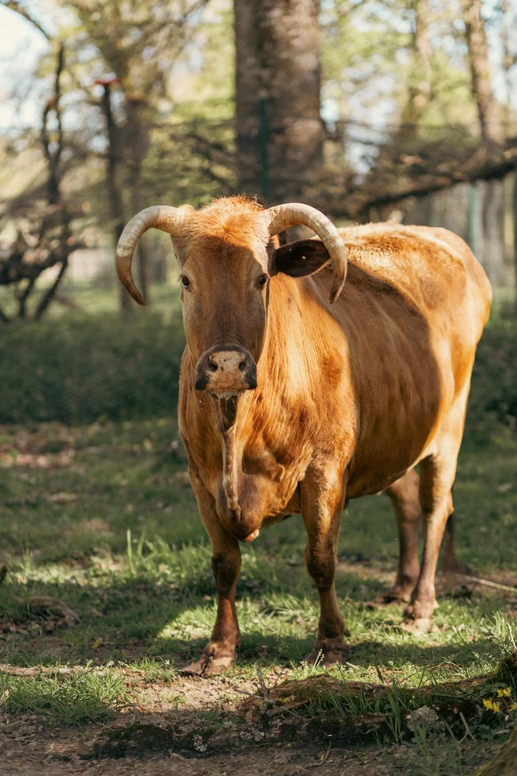 Animals in Château De Razay