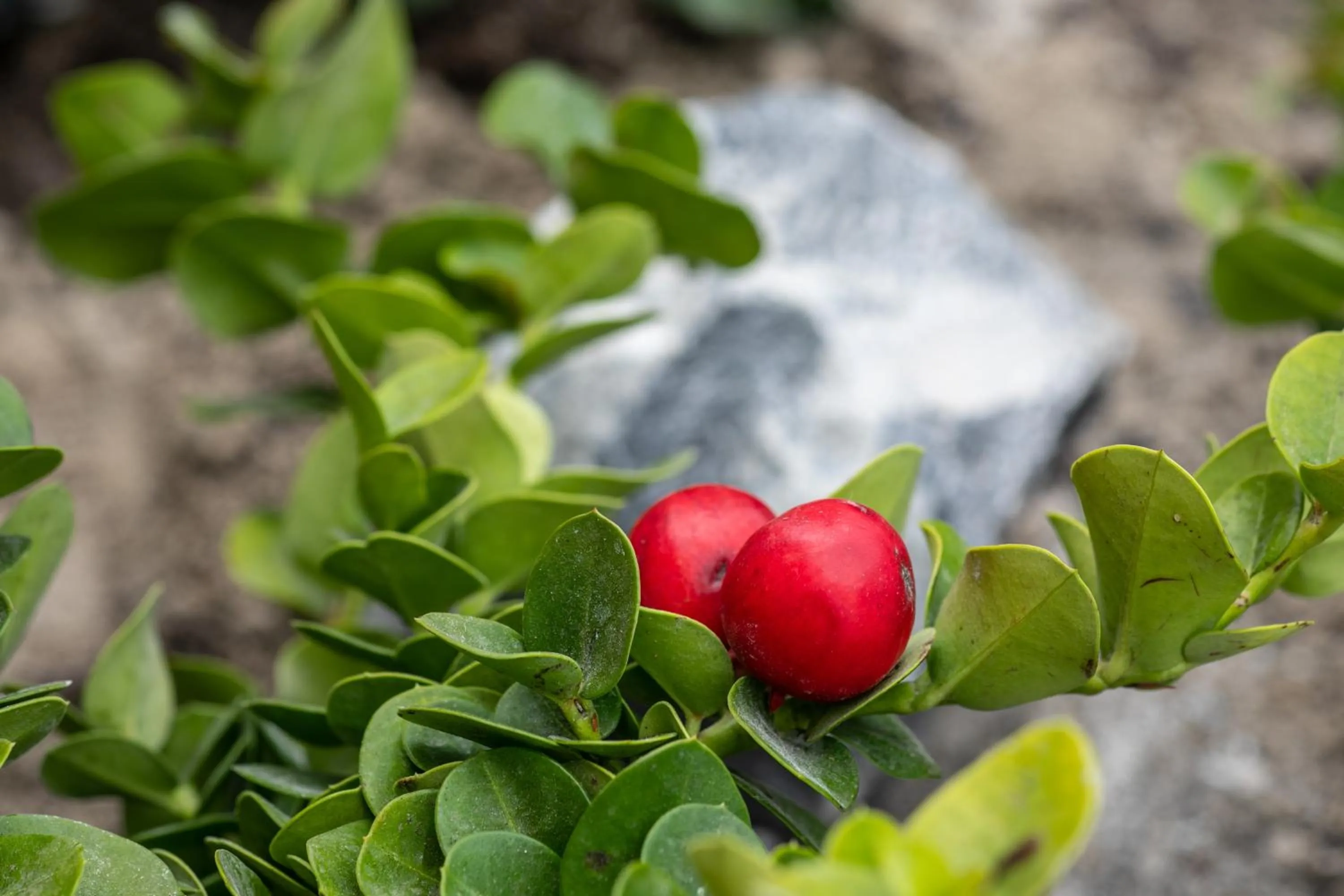 Garden in Melidonia Suites