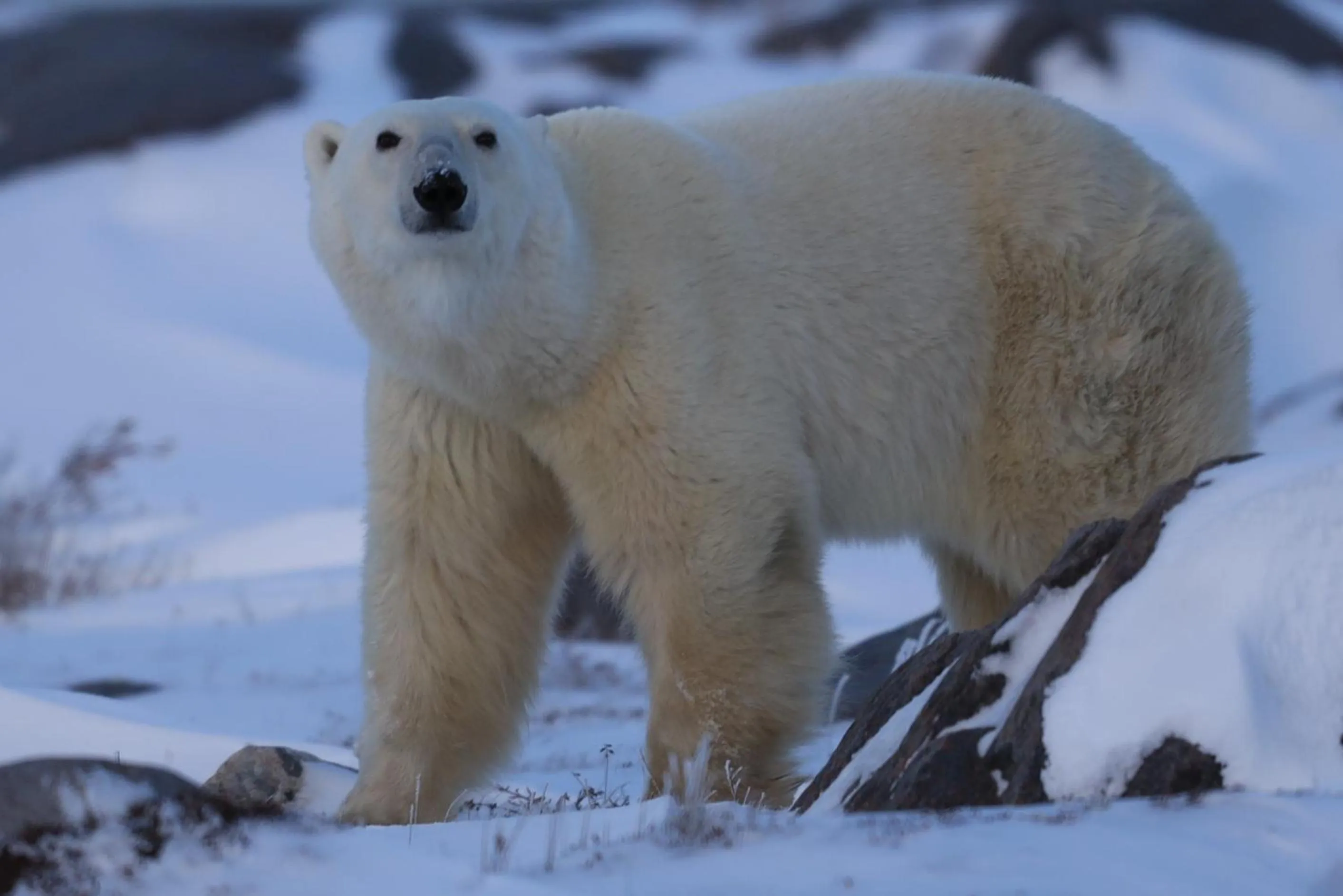 Animals in IceBerg Inn