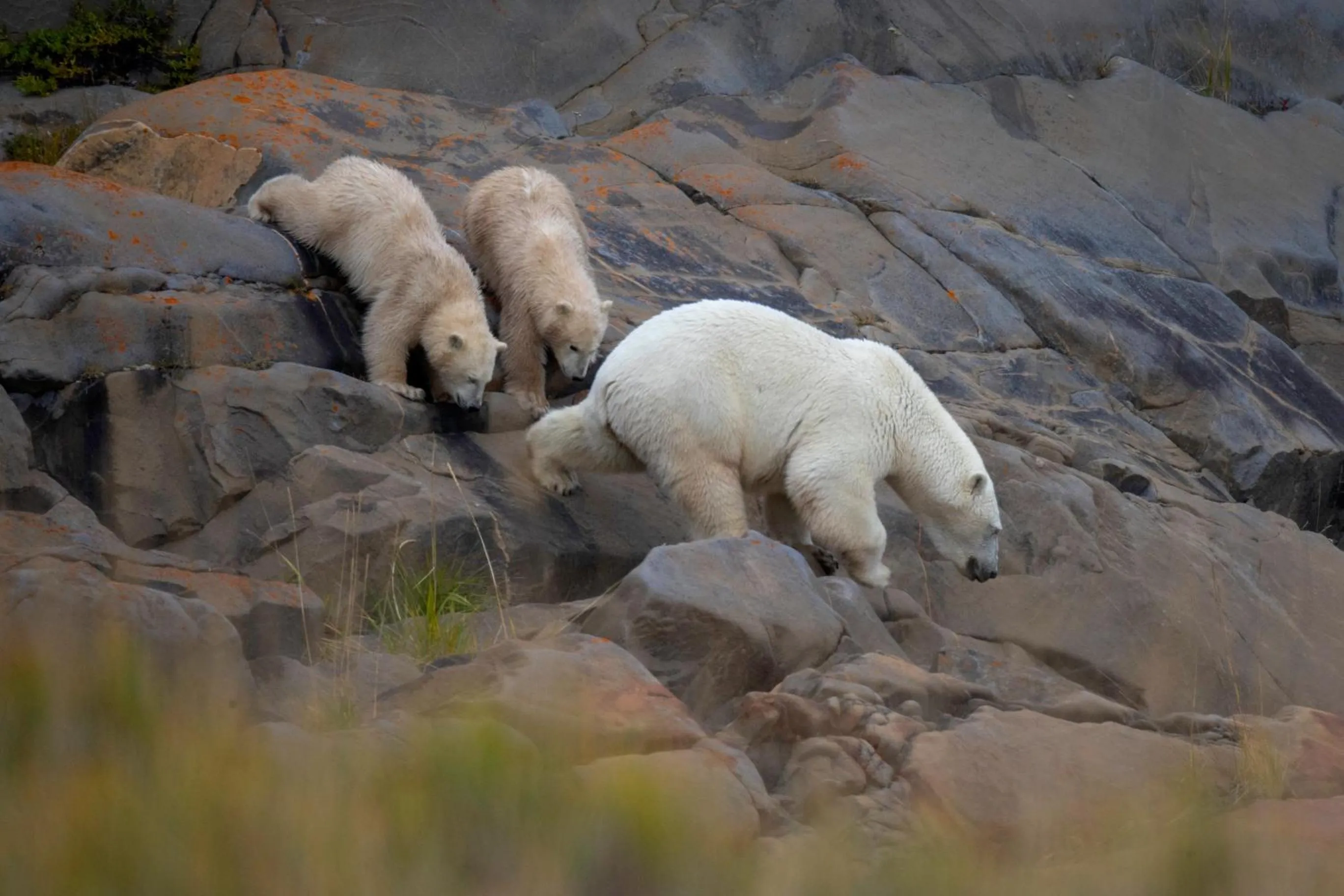 Animals in IceBerg Inn