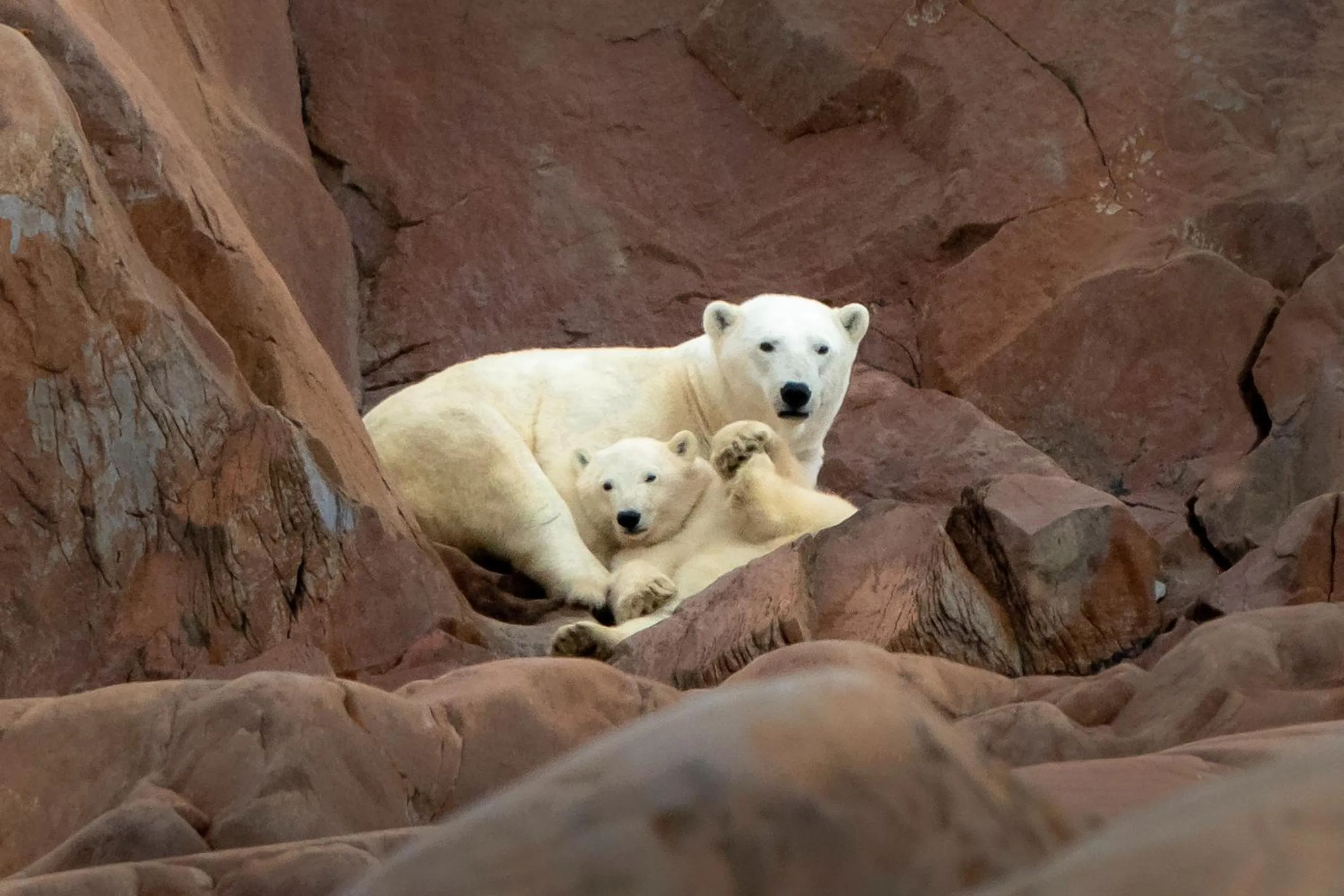 Animals in IceBerg Inn