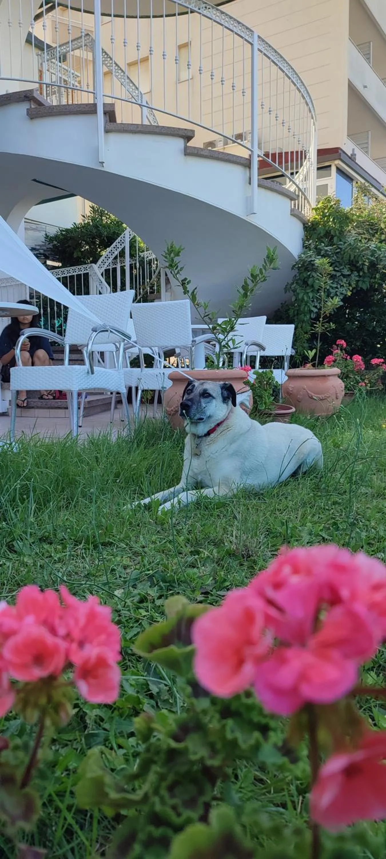 Pets in Hotel Negresco
