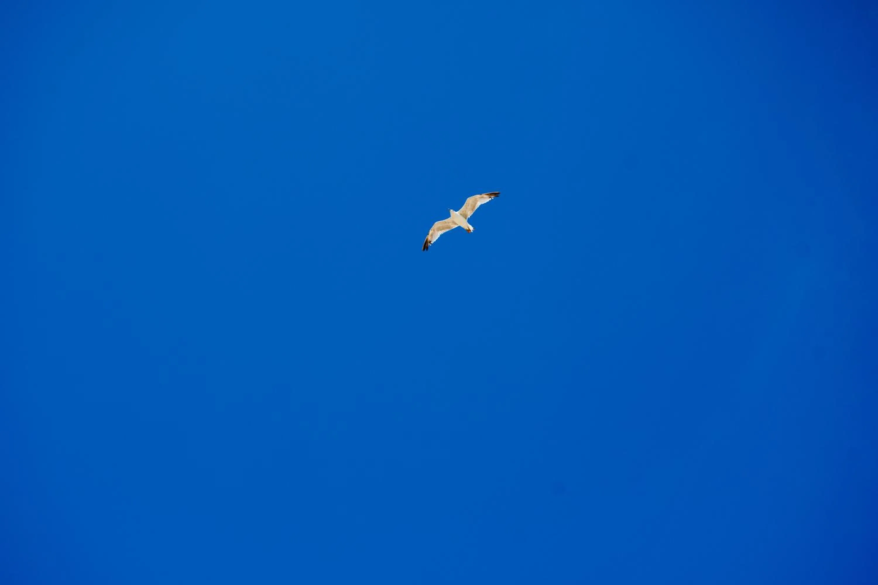 Restaurant/places to eat in Hotel Negresco