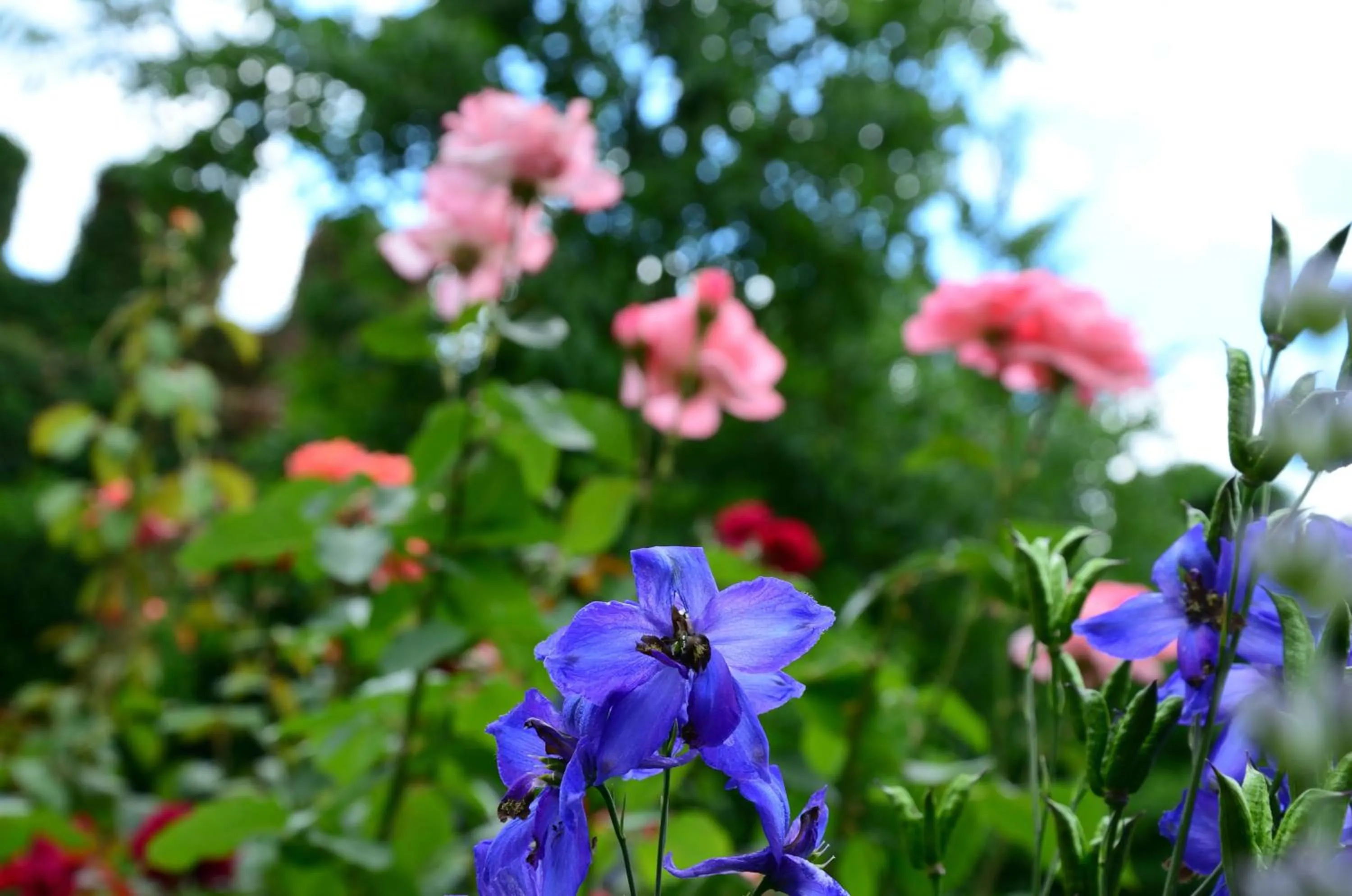 Garden in Hotel Richard Löwenherz