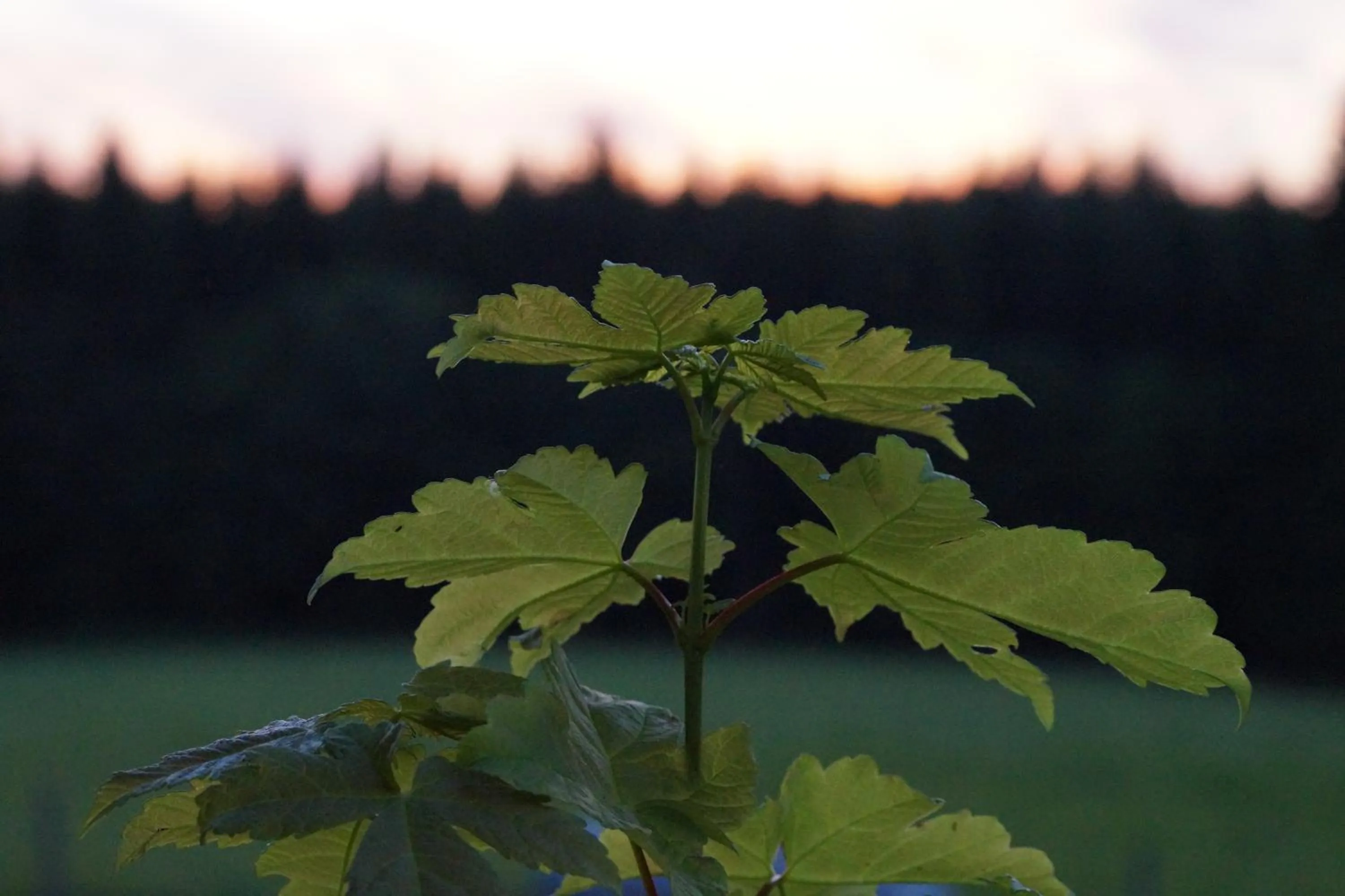 Landgasthof Restaurant Laibach
