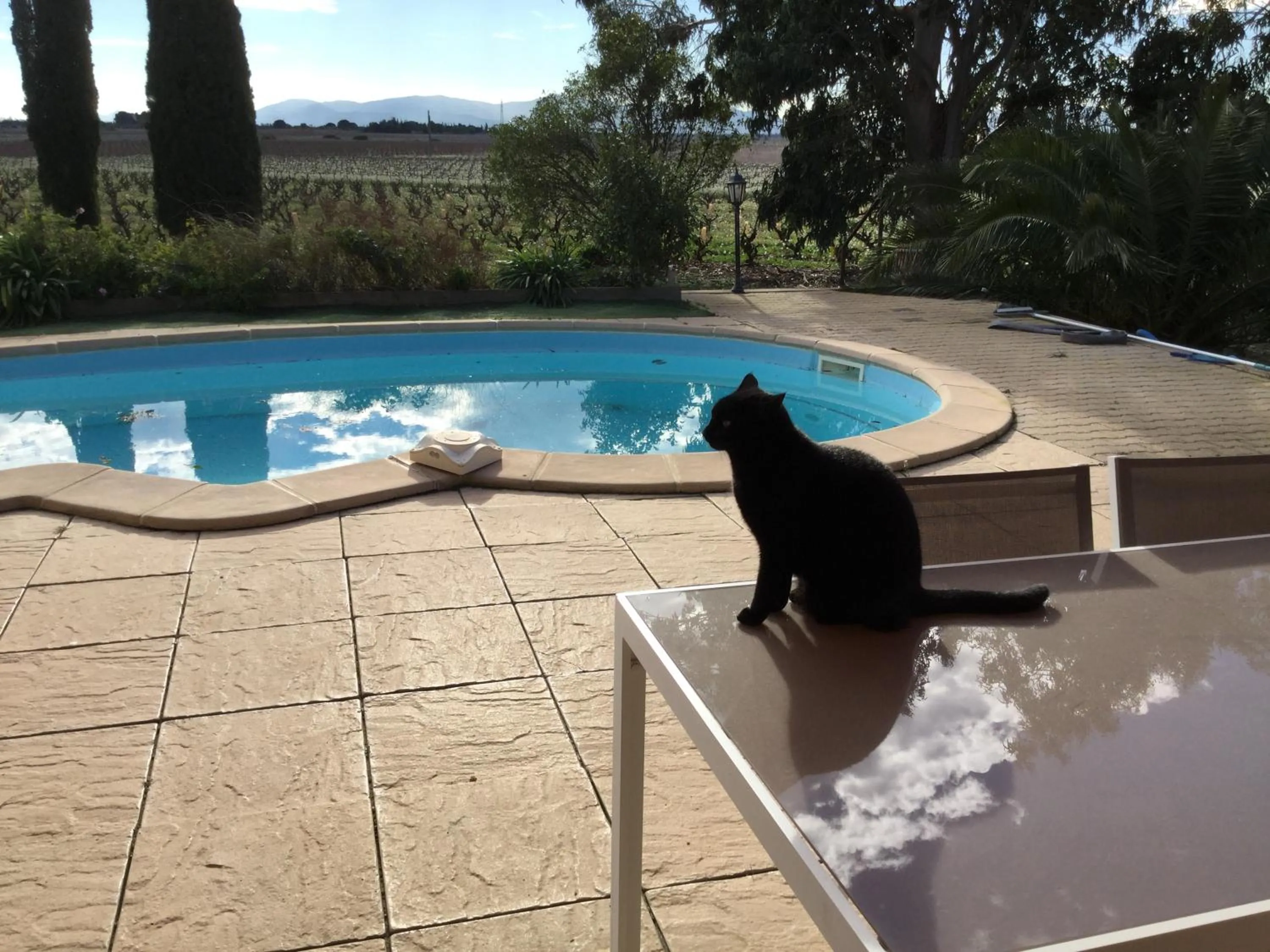 Animals in MAS SOLEIL ET VIGNES