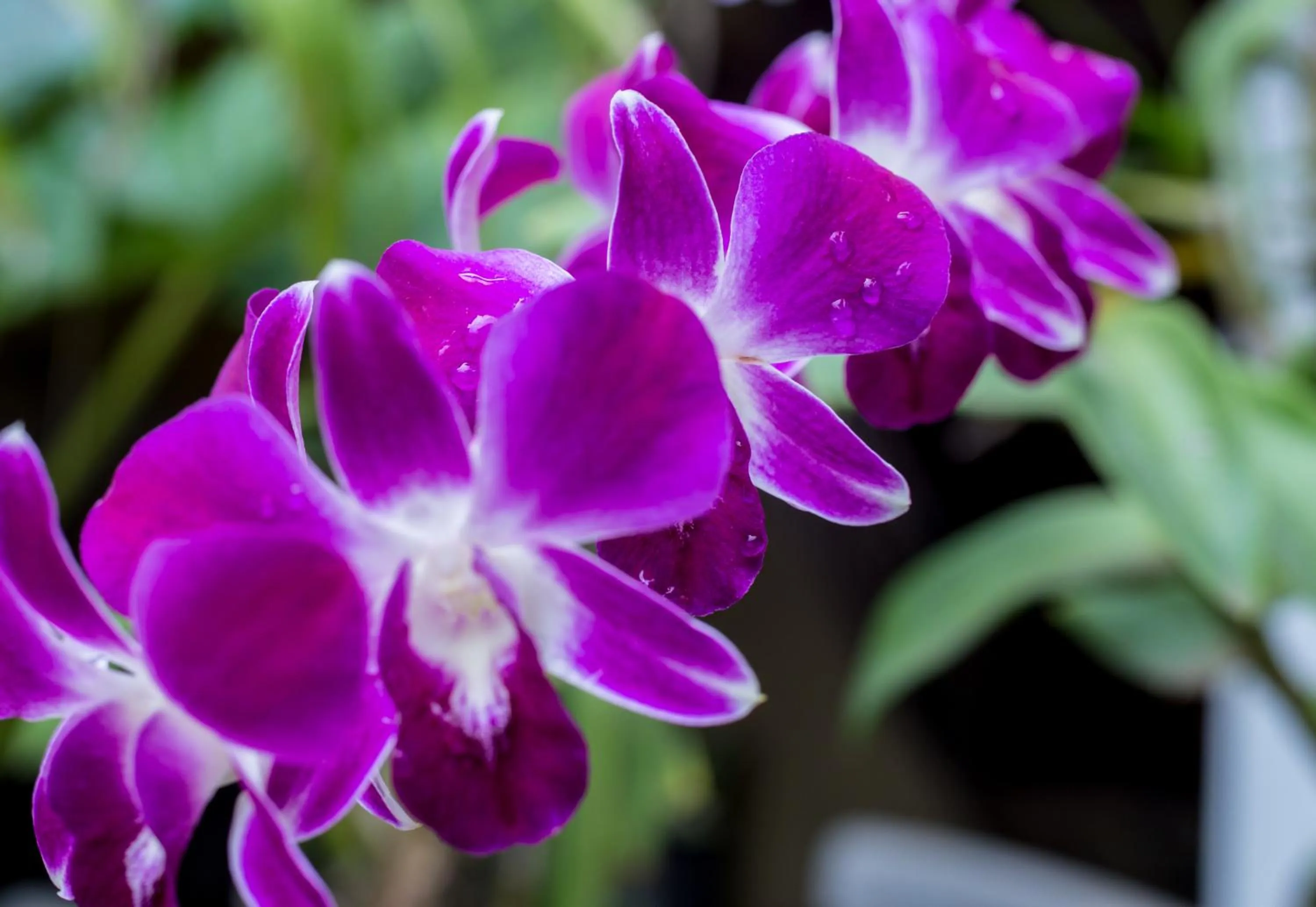 Garden in The Unique Angkor Villa
