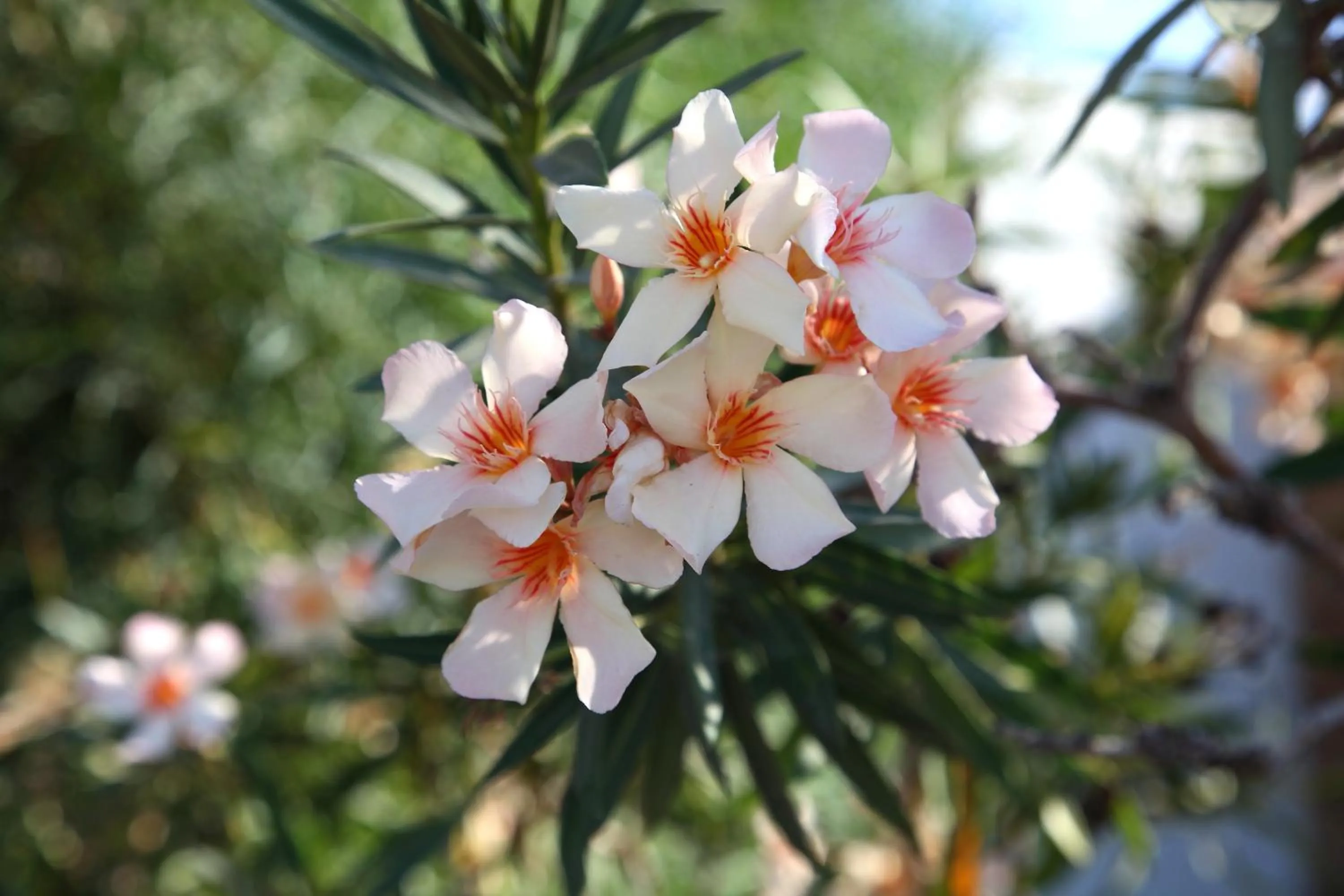 Day in Naxos Holidays