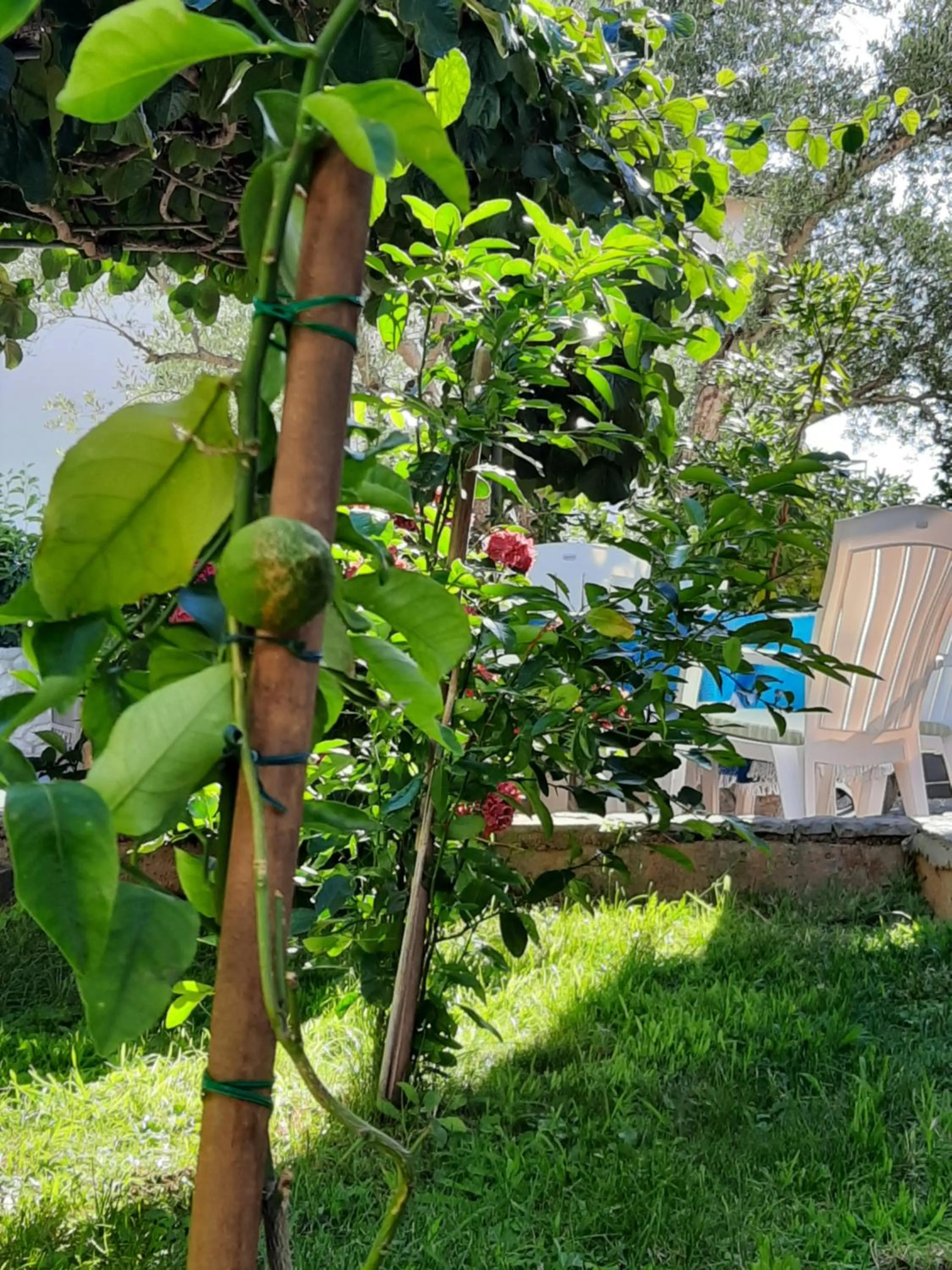 Garden in Apartments Jessica