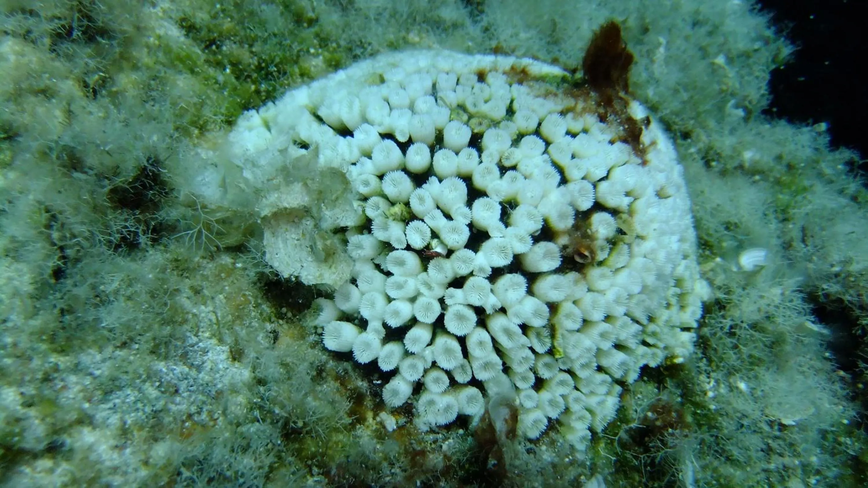 Snorkeling in Cape Kanapitsa Hotel & Suites