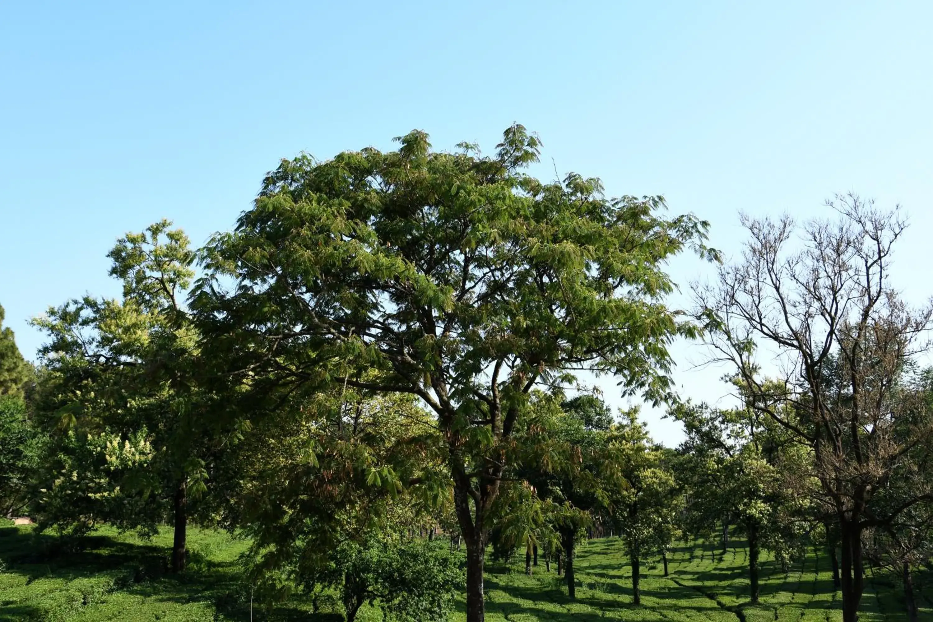 Garden view in Mastiff Villa Camellia by OTHPL Garden view in Mastiff Villa Camellia by OTHPL