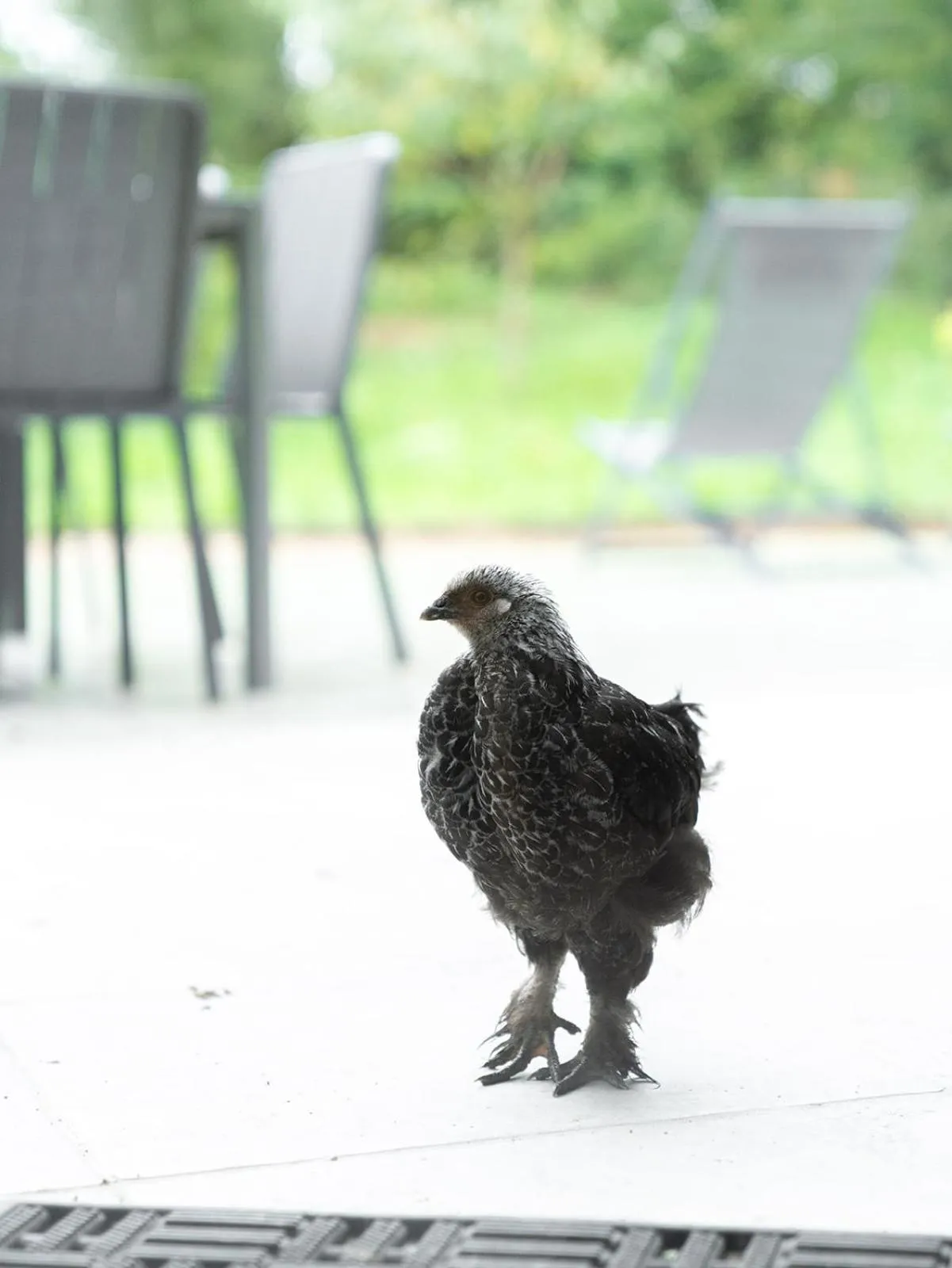Pets in Les Bobos à la ferme