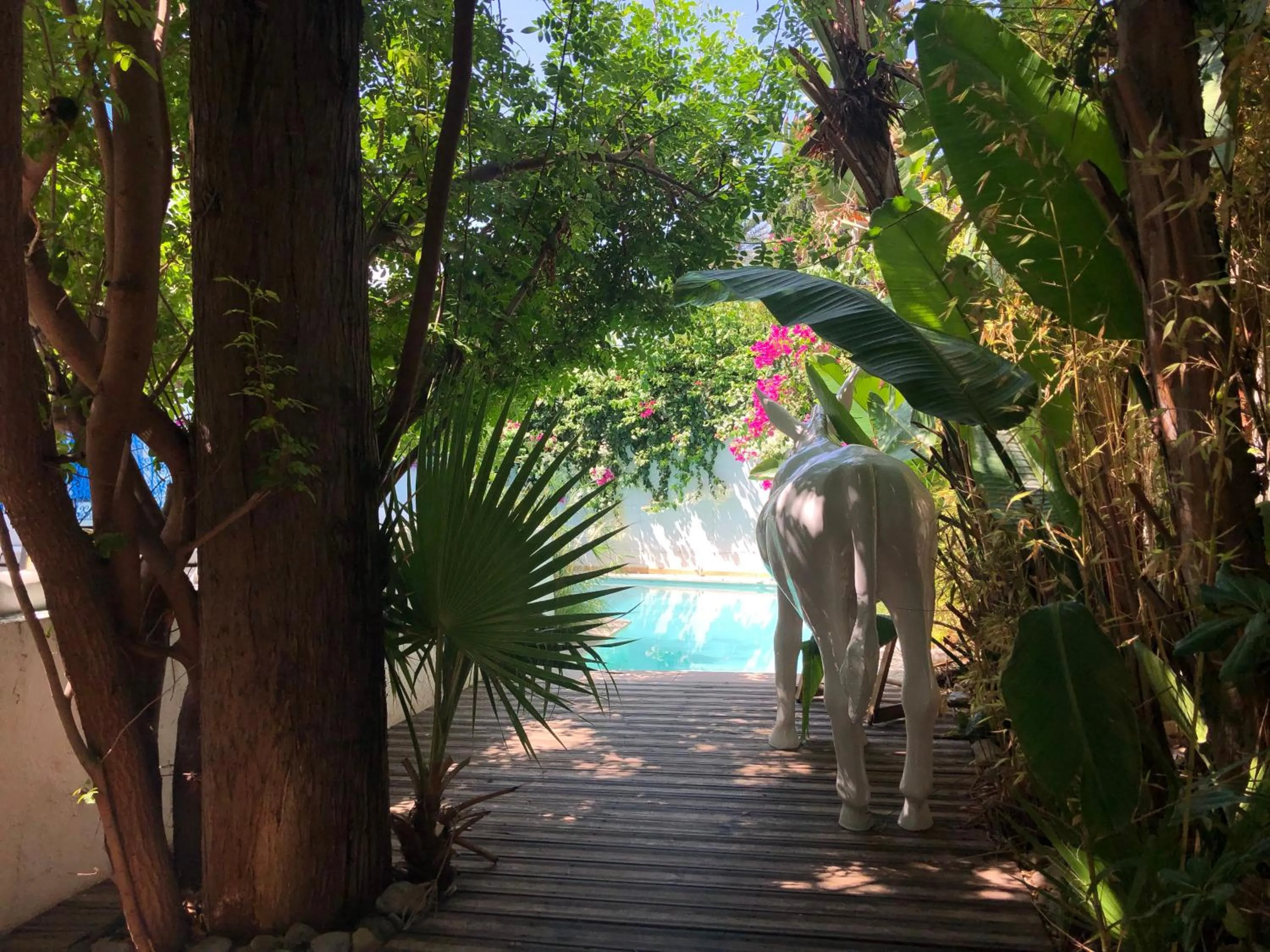 Swimming pool in Dar Marsa Cubes