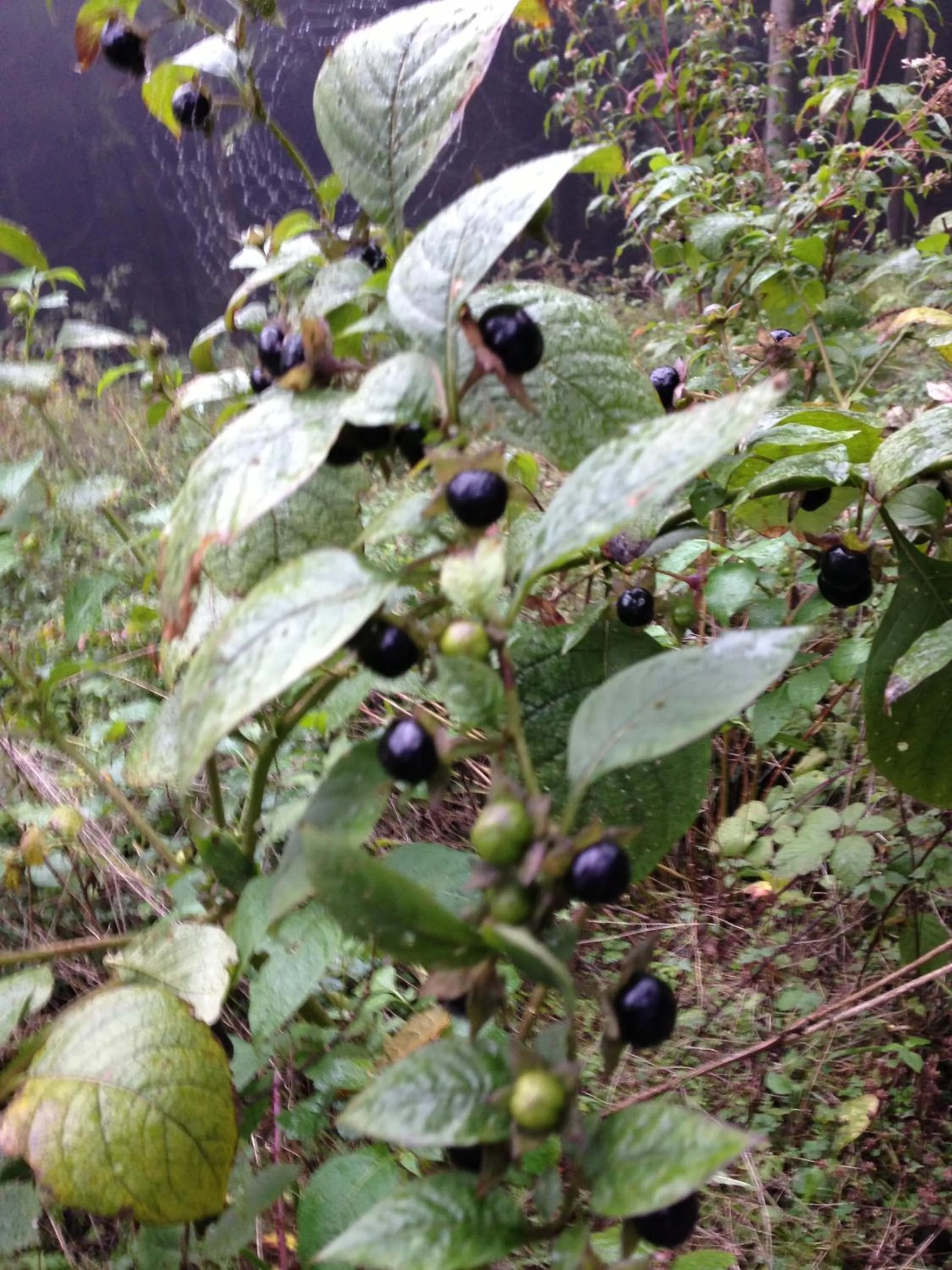 Other in Waldhotel Porta Westfalica