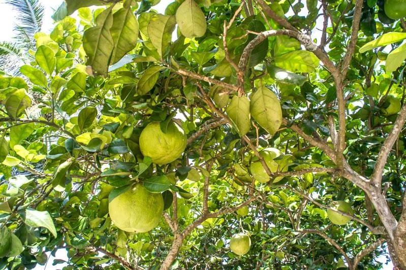 Visal Sak Guesthouse