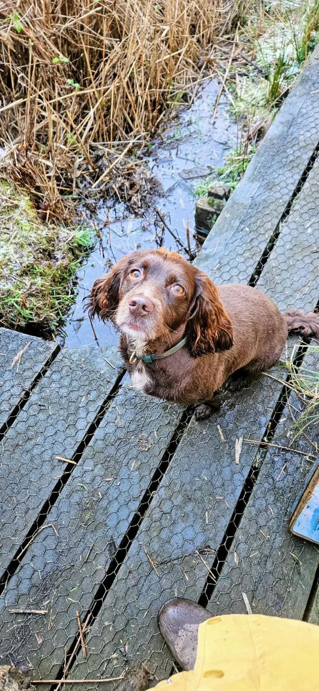 Pets in Regency Guest House