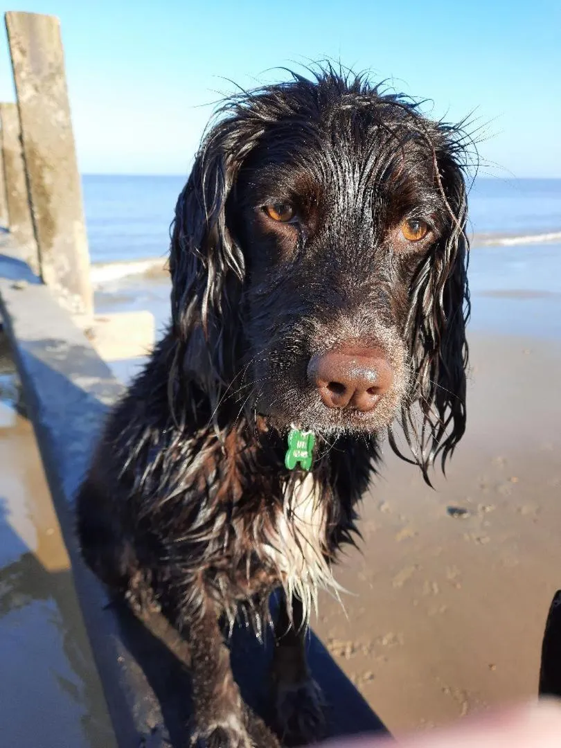 Pets in Regency Guest House