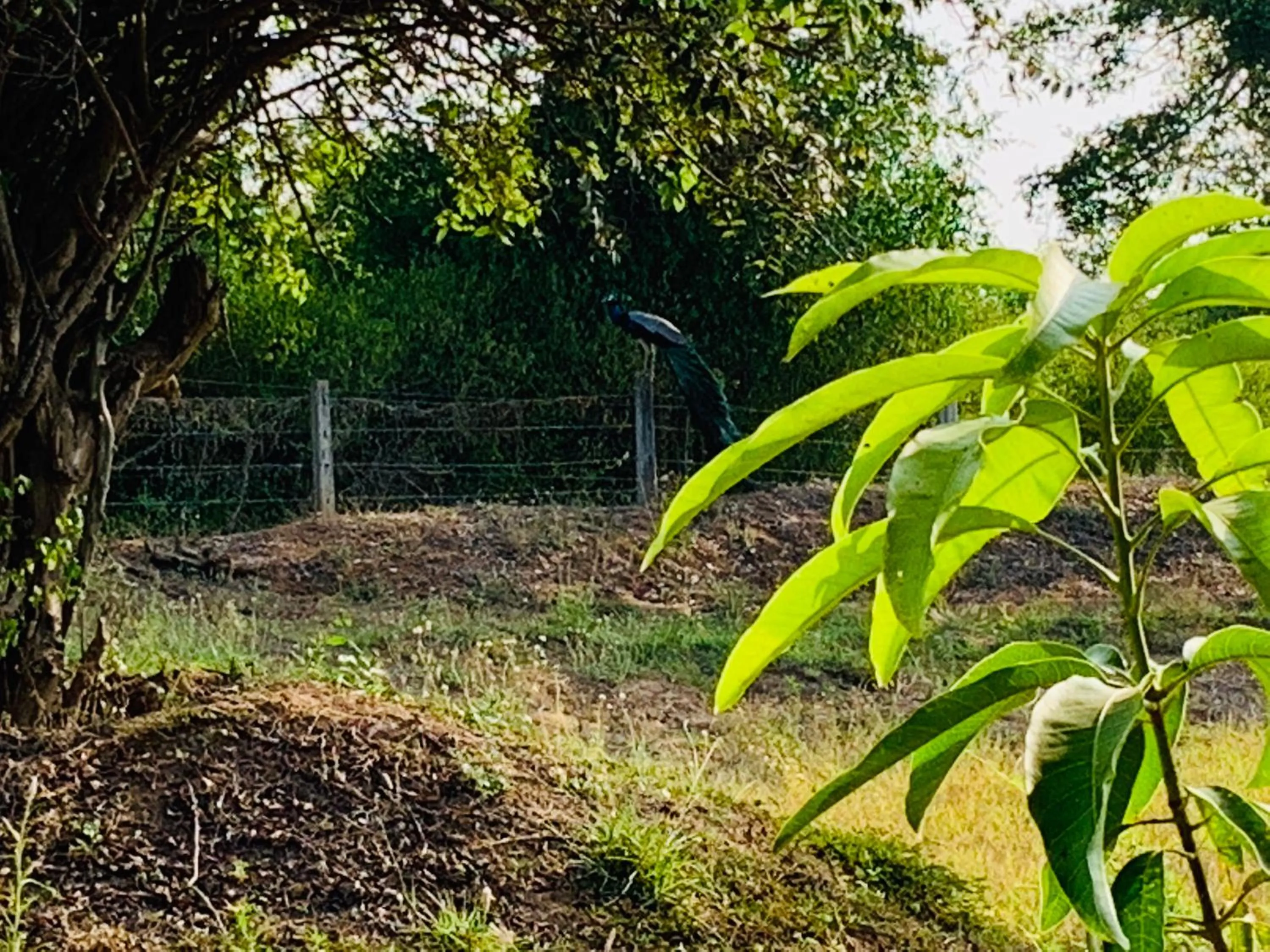 Garden in Thihawa Eco Huts Yala