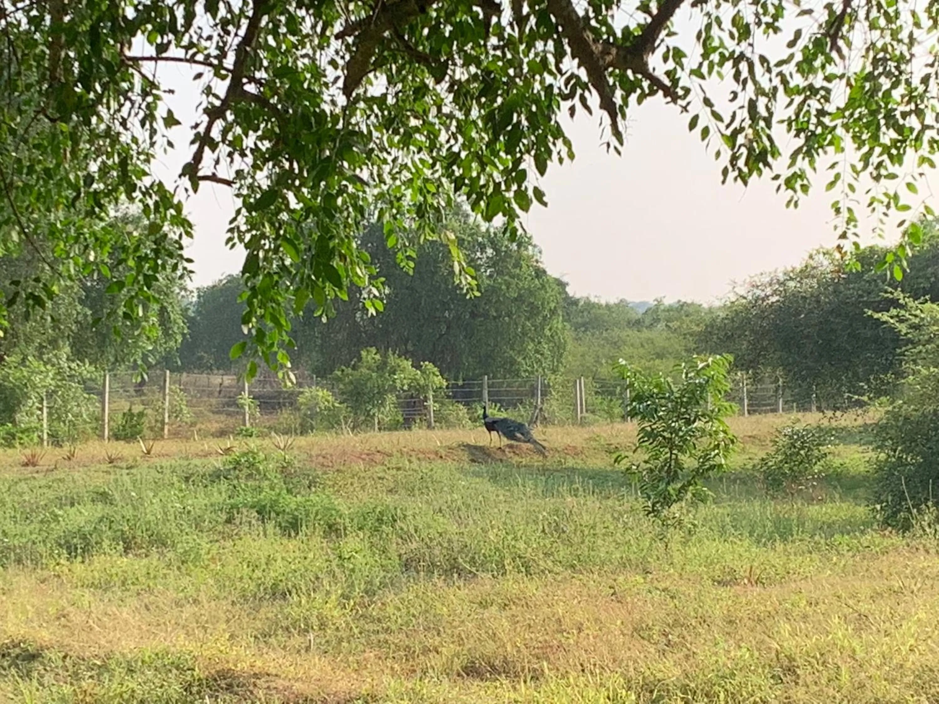 Thihawa Eco Huts Yala