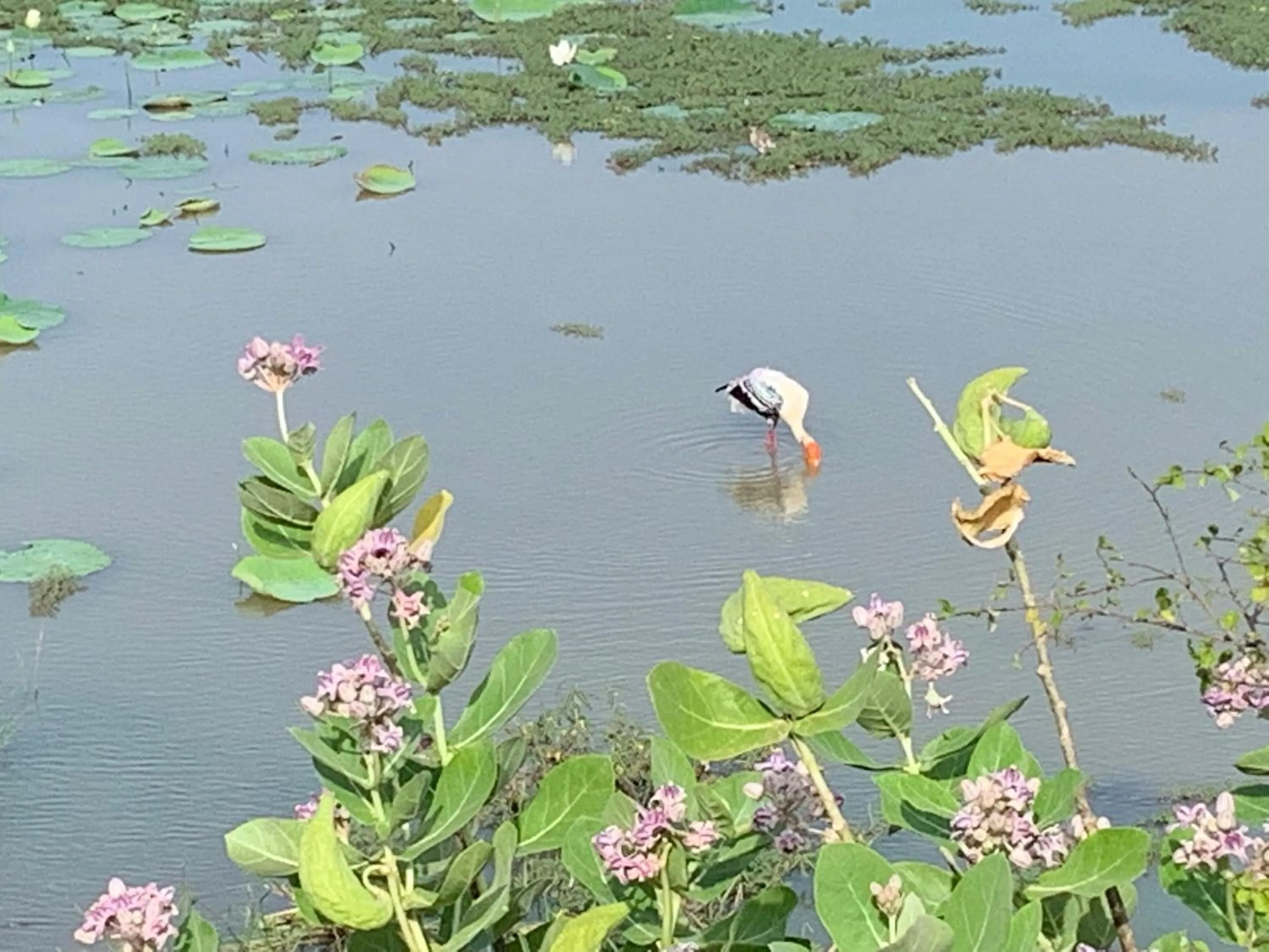 Thihawa Eco Huts Yala